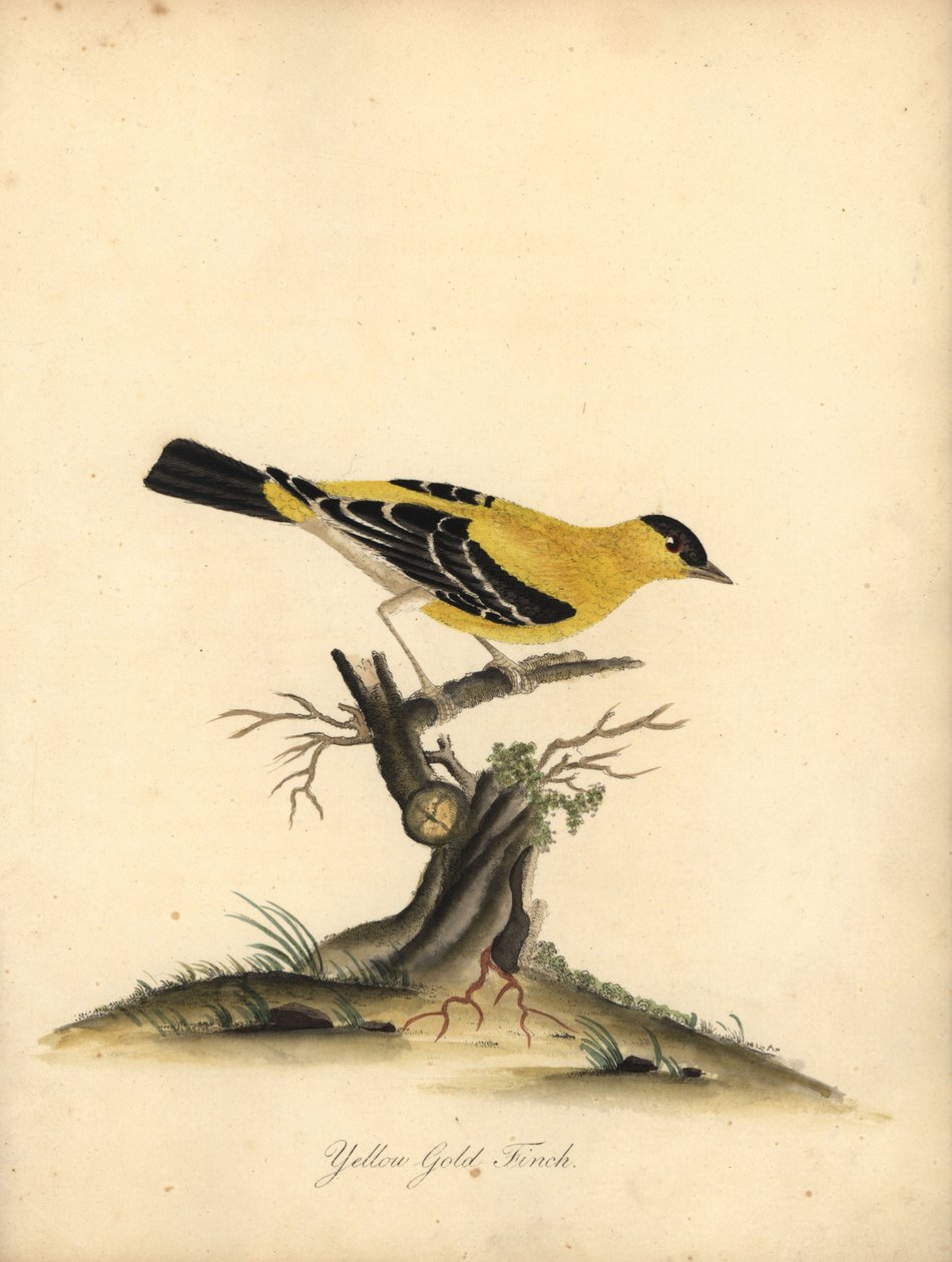 Pintassilgo americano, Carduelis tristis. (Yellow goldfinch, Fringilla tristis) Gravação manual em chapa de cobre colorida de uma ilustração de William Hayes de Portraits of Rare and Curious Birds from the Menagery of Osterly Park. de William Hayes