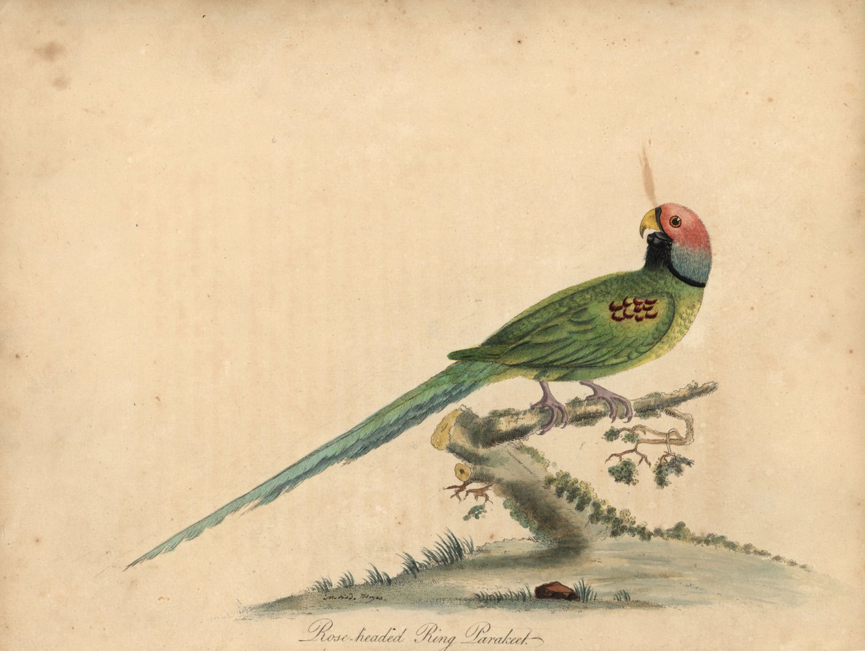 Periquito de cabeça em flor, Psittacula roseata. (Parrakeet de cabeça de rosa) Gravação manual em chapa de cobre colorida de uma ilustração de William Hayes e da sua filha Matilda Hayes dos Retratos de Aves Raras e Curiosas de William Hayes, do Menagery of de William Hayes