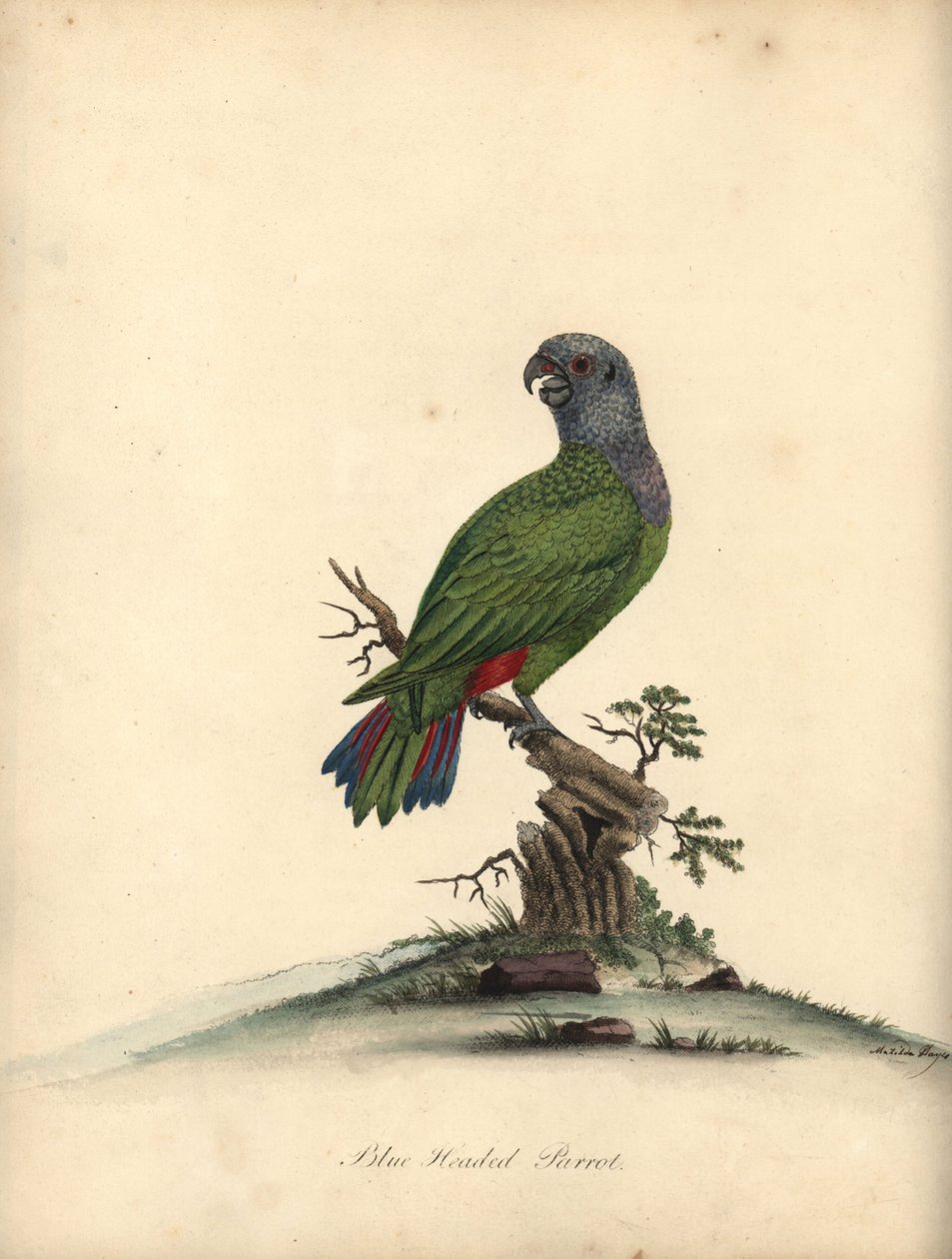 Papagaio de cabeça azul, Pionus menstruus. (Psittacus menstruus) Gravura em chapa de cobre colorida à mão de uma ilustração de Matilda Hayes dos Retratos de Aves Raras e Curiosas de William Hayes, do Menagery of Osterly Park. de William Hayes