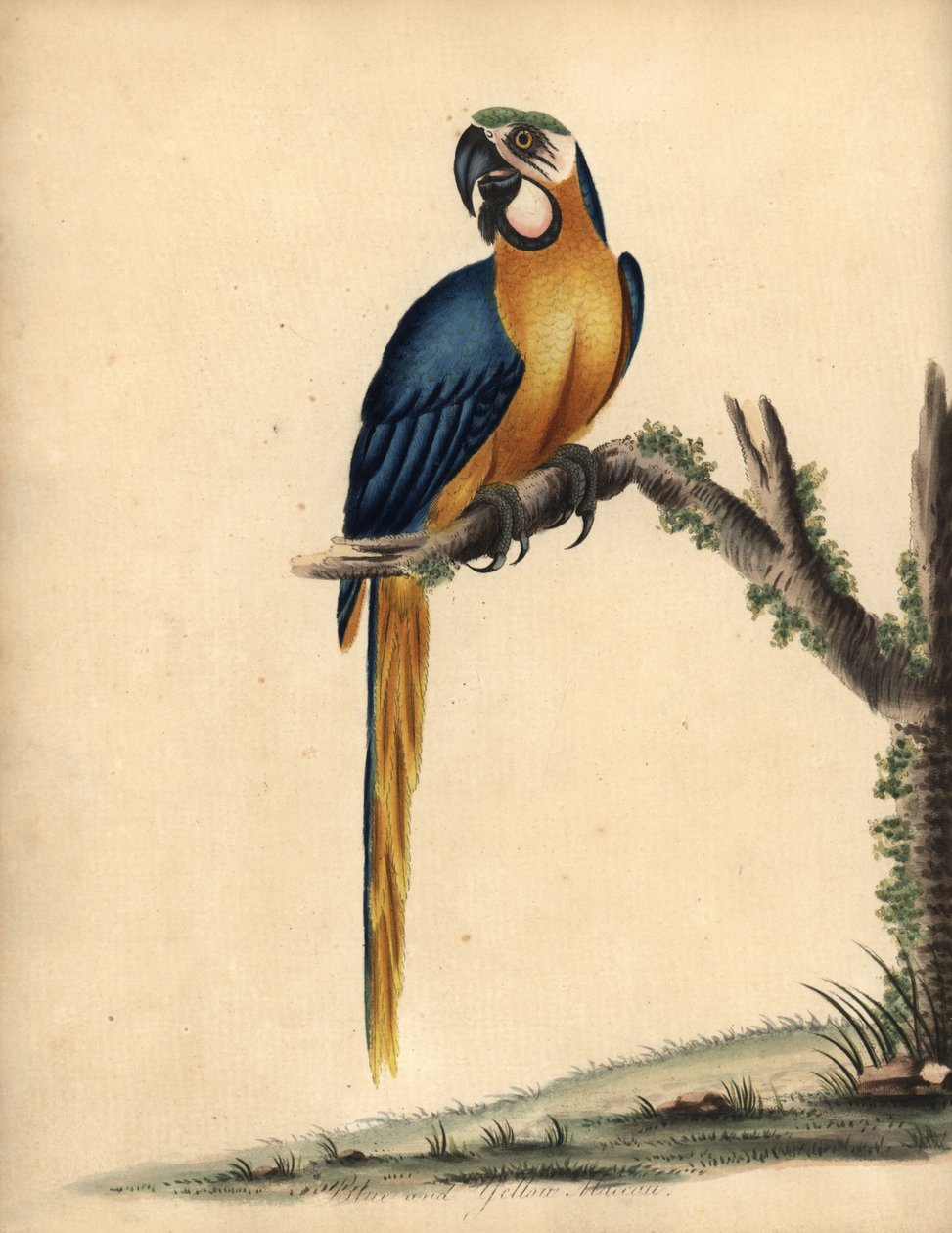 Arara azul e amarela, Ara ararauna. (Arara azul e amarela, Psittacus ararauna) Gravura em placa de cobre colorida à mão de uma ilustração de William Hayes de Retratos de pássaros raros e curiosos do Menagery of Osterly Park, Londres: Bulmer de William Hayes