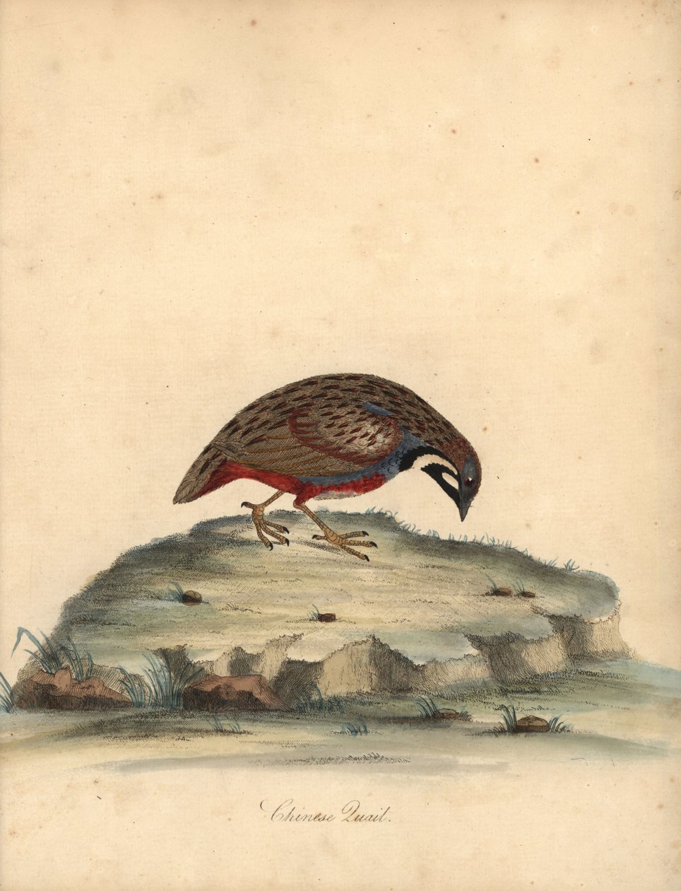 Codorna de peito azul, Coturnix chinensis. (Codorniz chinesa, Tetrao chinensis) Gravura em placa de cobre colorida à mão de uma ilustração de William Hayes de Retratos de pássaros raros e curiosos do Menagery of Osterly Park, Londres: Bulmer de William Hayes