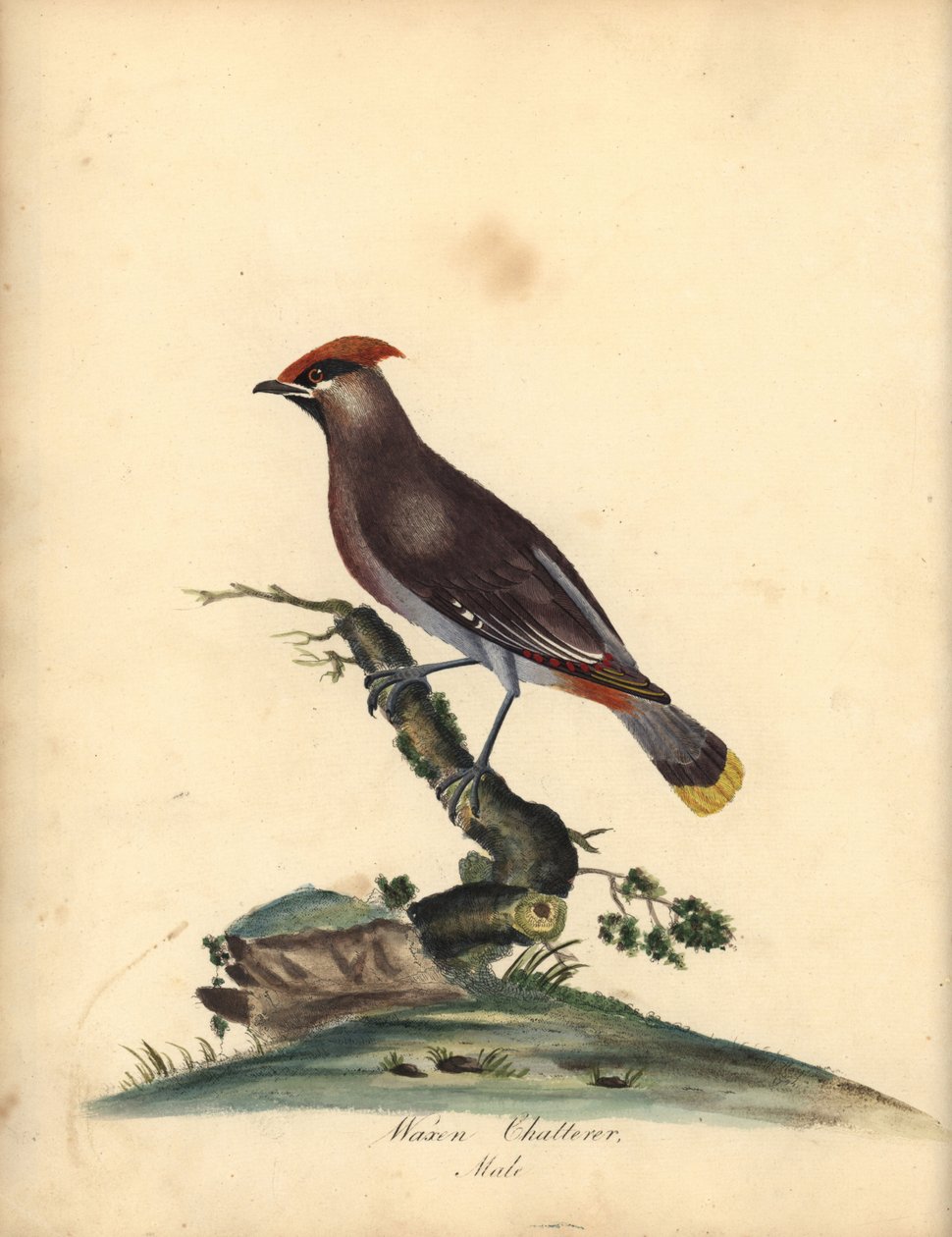 Asa de cera boémia, Bombycilla garrulus. (Waxen chatterer, Ampelis garrulus) Gravação em placa de cobre colorida à mão de uma ilustração de A (Ann) Hayes dos Retratos de Aves Raras e Curiosas de William Hayes, do Menagery of Osterly Park, Londres: Bulmer de William Hayes