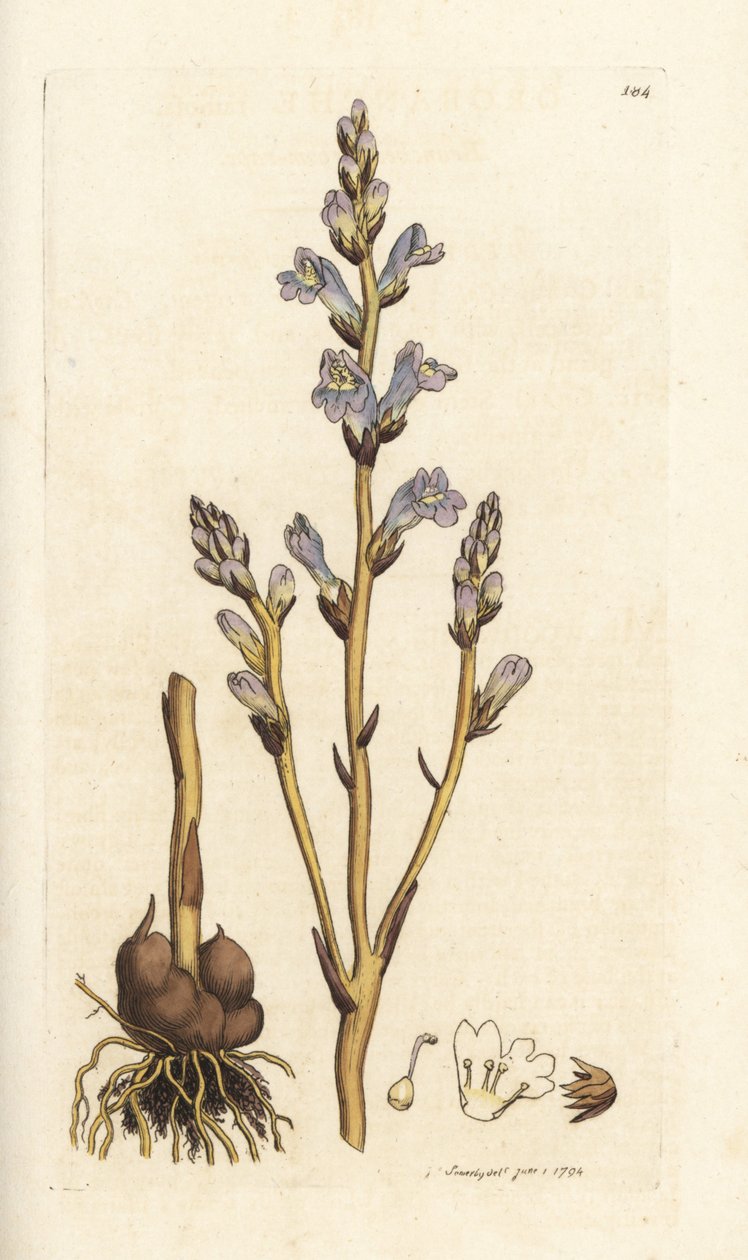 Vassoura ramificada, Orobanche ramosa. Gravura em chapa de cobre colorida à mão por James Sowerby, de James Smith