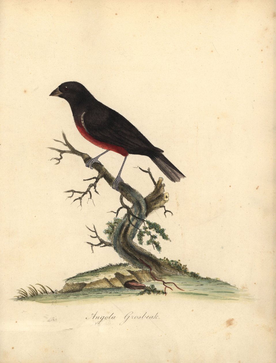 Barbatana de semente de barriga castanha, Oryzoborus angolensis. (Angola grosbeak, Loxia angolensis) Gravura manual em chapa de cobre colorida de uma ilustração de William Hayes de Portraits of Rare and Curious Birds from the Menagery of Osterly Park, Lond de William Hayes