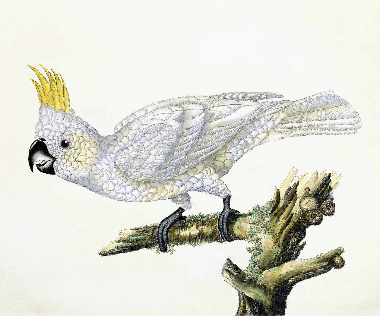 Cocatoo, 1779 de William Hayes