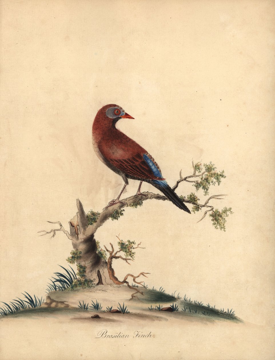Granadeiro comum, Uraeginthus granatinus, nativo da África. (Fringilla granatina) Gravura em cobre colorida à mão de uma ilustração de William Hayes de Portraits of Rare and Curious Birds from the Menagery of Osterly Park, Londres: Bu de William Hayes