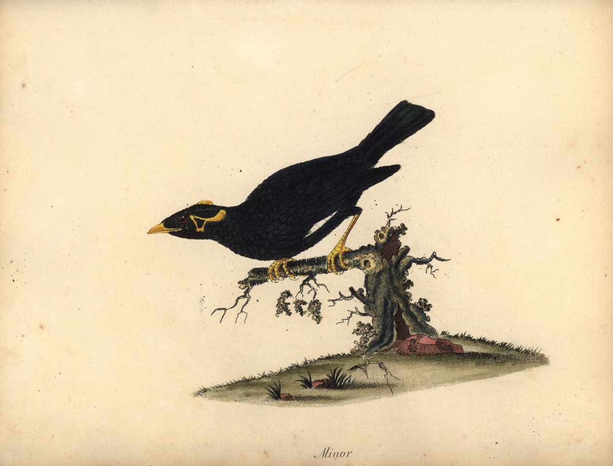 Monte comum myna, Gracula religiosa. (Grakle menor) Gravura em placa de cobre colorida à mão de uma ilustração de William Hayes de Portraits of Rare and Curious Birds from the Menagery of Osterly Park (Londres: Bulmer de William Hayes