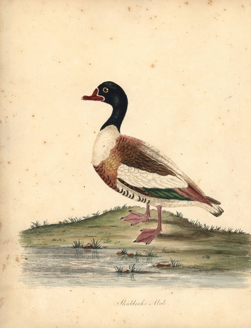 Pato comum, Tadorna tadorna tadorna. (Shieldrake, Anas tadorna.) Gravação manual em chapa de cobre colorida de uma ilustração de William Hayes de Portraits of Rare and Curious Birds from the Menagery of Osterly Park (Londres: Bulmer de William Hayes
