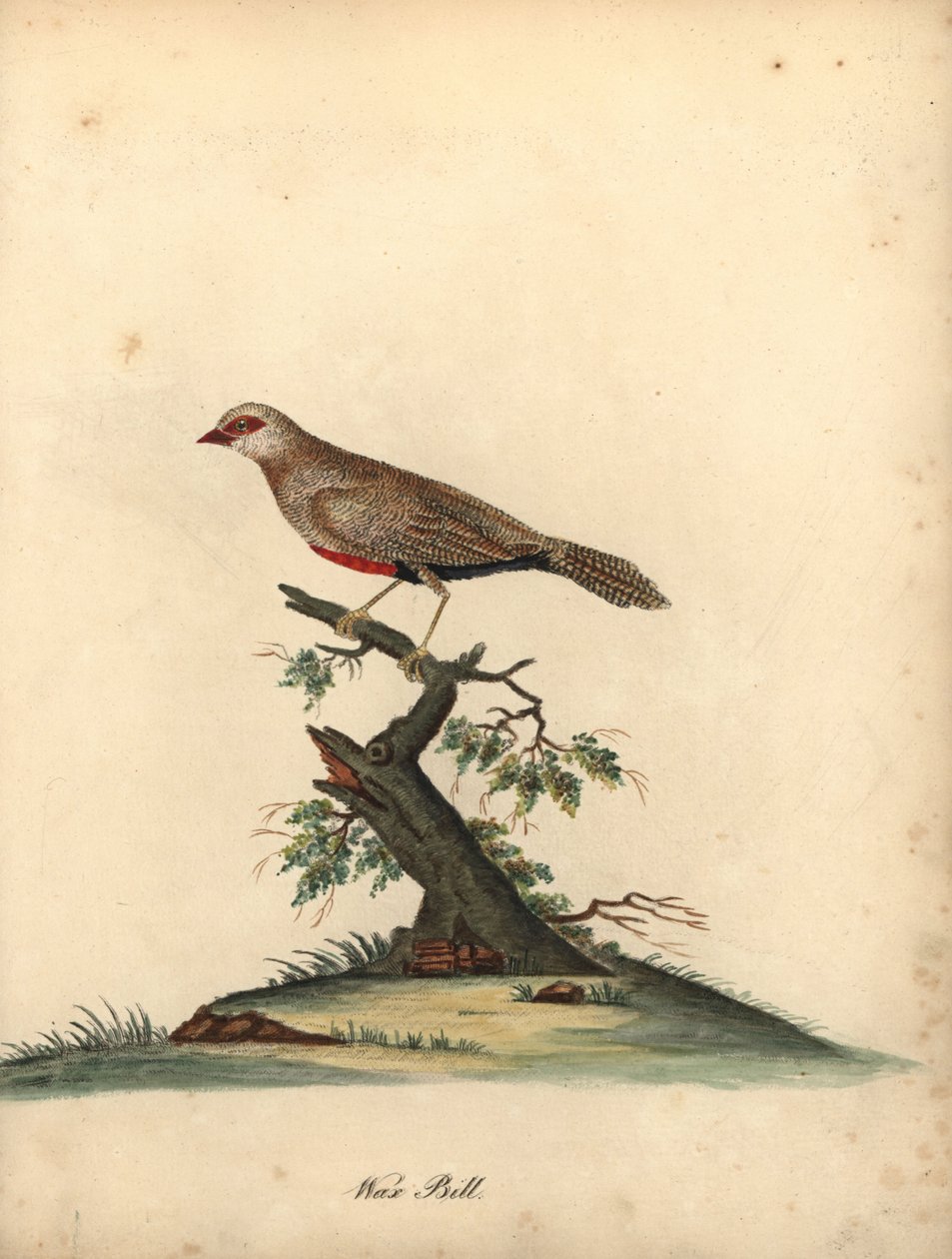 Cera comum, Estrilda astrilda astrild. (Loxia astreld) Gravação manual em chapa de cobre colorida de uma ilustração de William Hayes de Portraits of Rare and Curious Birds from the Menagery of Osterly Park. de William Hayes