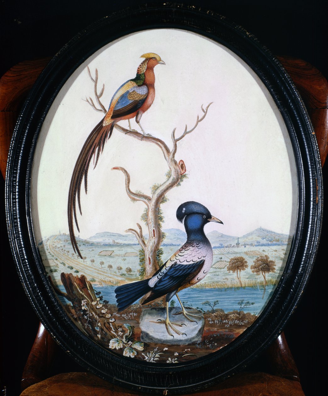 Faisão Dourado e Jay de William Hayes