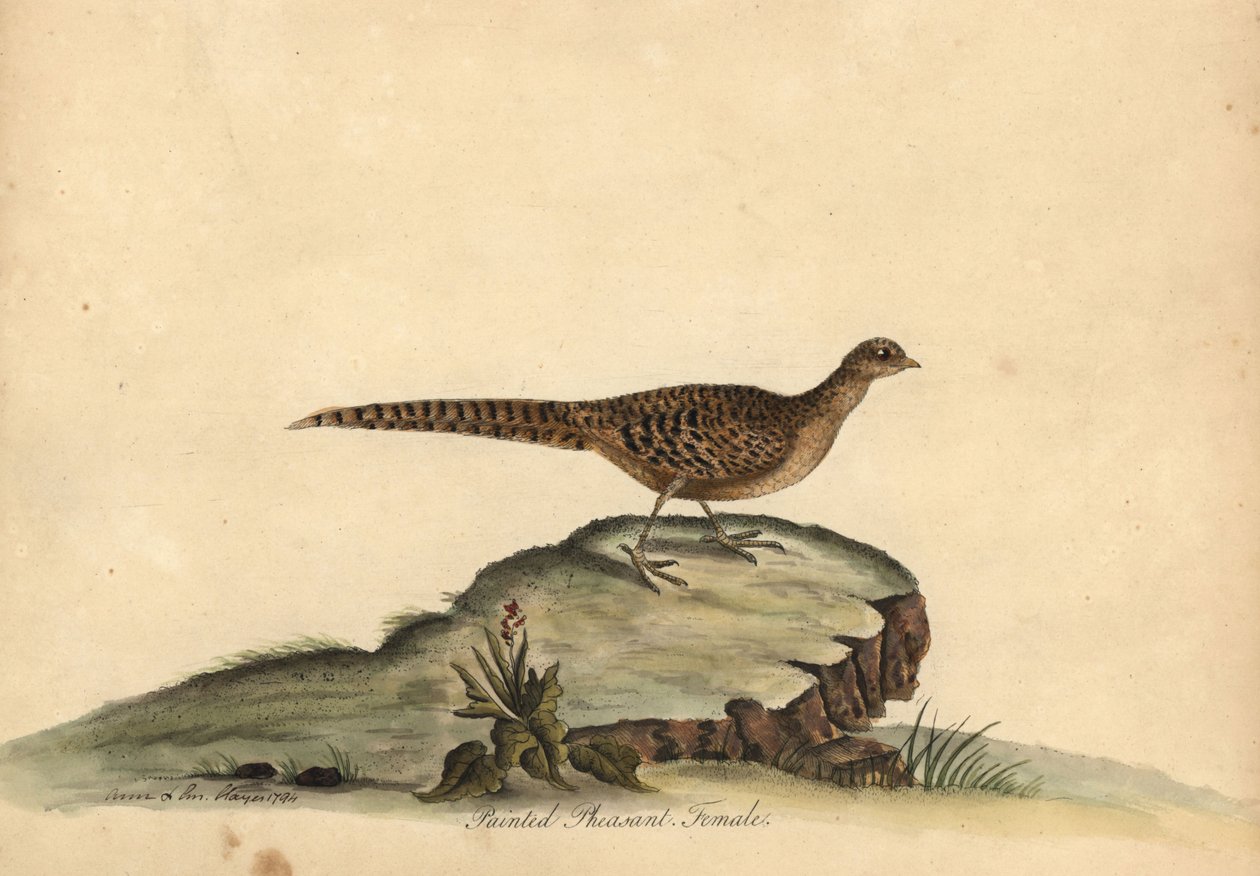 Faisão dourado ou chinês, Chrysolophus pictus, fêmea. (Faisão pintado, Phasianus pictus) Gravura em placa de cobre colorida à mão de uma ilustração de Ann e Emily Hayes de William Hayes