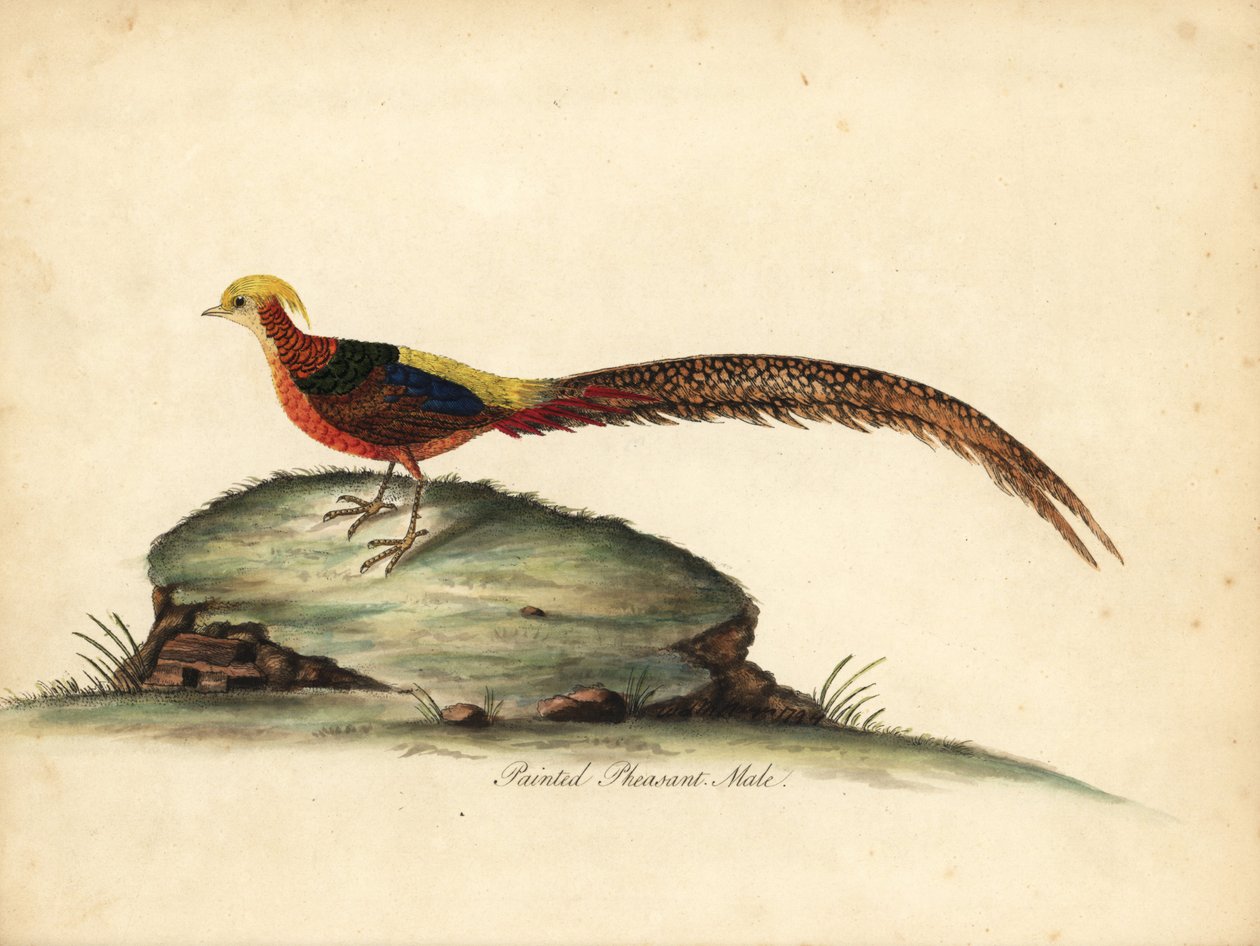 Faisão dourado ou chinês, Chrysolophus pictus, macho (faisão pintado, Phasianus pictus) Gravação manual em chapa de cobre colorida de uma ilustração de William Hayes de Portraits of Rare and Curious Birds from the Menagery of Osterly Park, Londres: Bulmer de William Hayes