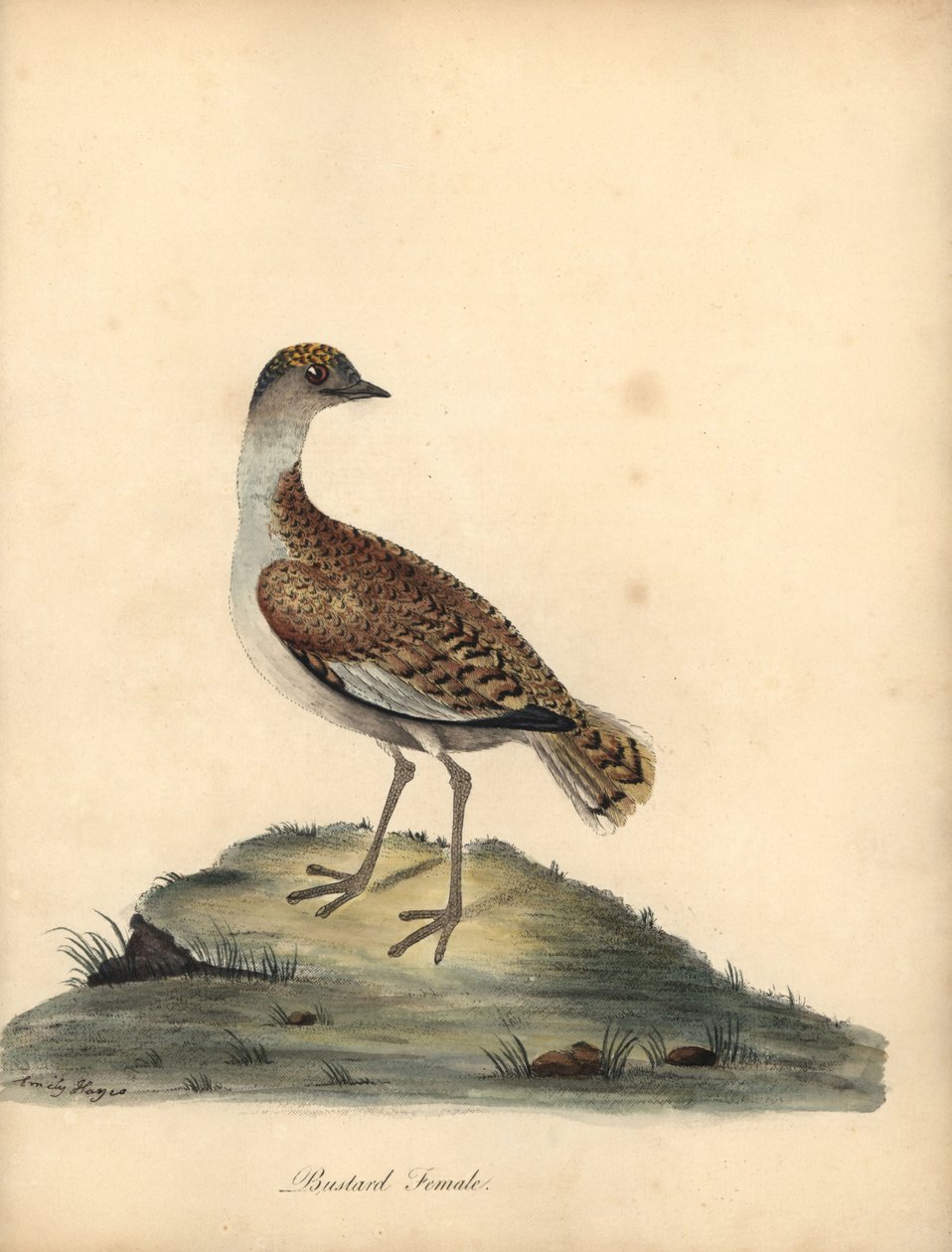 Abetarda, Otis tarda, fêmea. Vulnerável. Gravura em placa de cobre colorida à mão de uma ilustração de William e Emily Hayes de Retratos de pássaros raros e curiosos de William Hayes do zoológico de Osterly Park. de William Hayes
