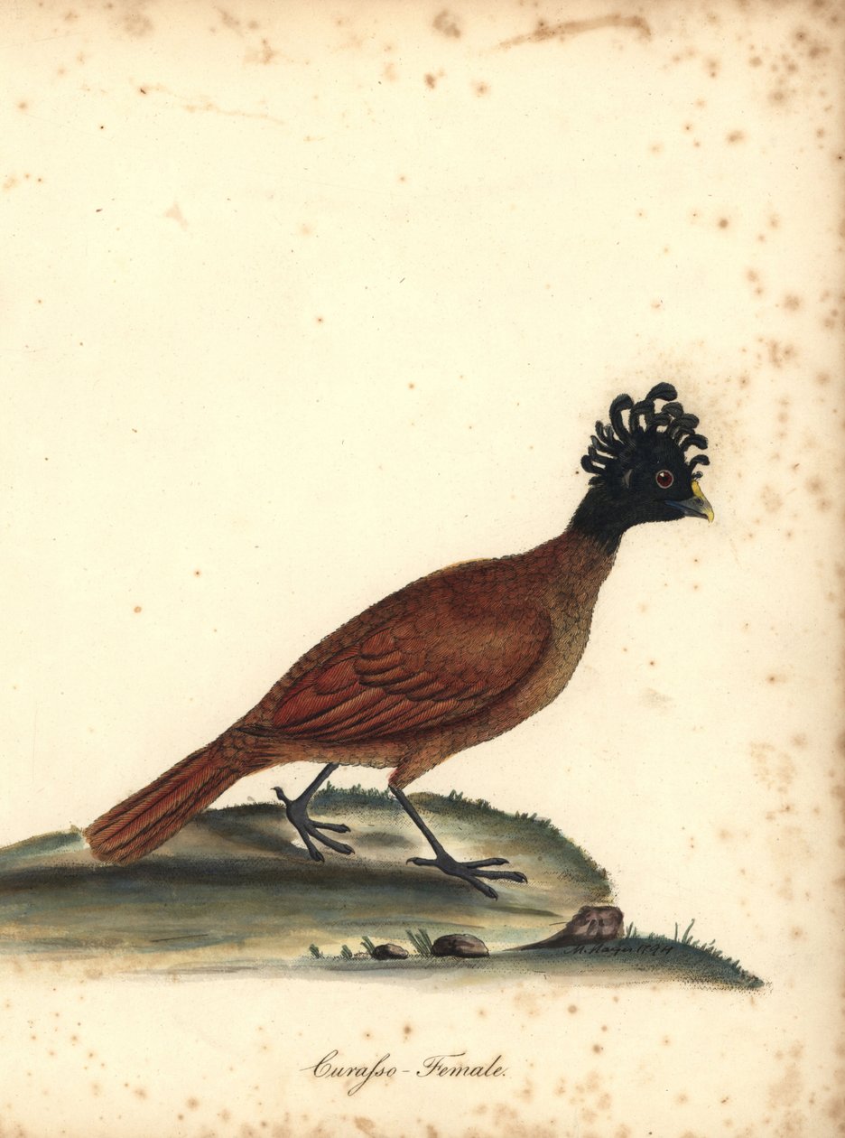 Grande mutum, Crax rubra, feminino. (Curasso, Crax rubra) Vulnerável. Gravura em chapa de cobre colorida à mão de uma ilustração de M (Matilda) Hayes dos Retratos de William Hayes de Aves Raras e Curiosas do Menagery de Osterly Park, Londres: Bulmer de William Hayes