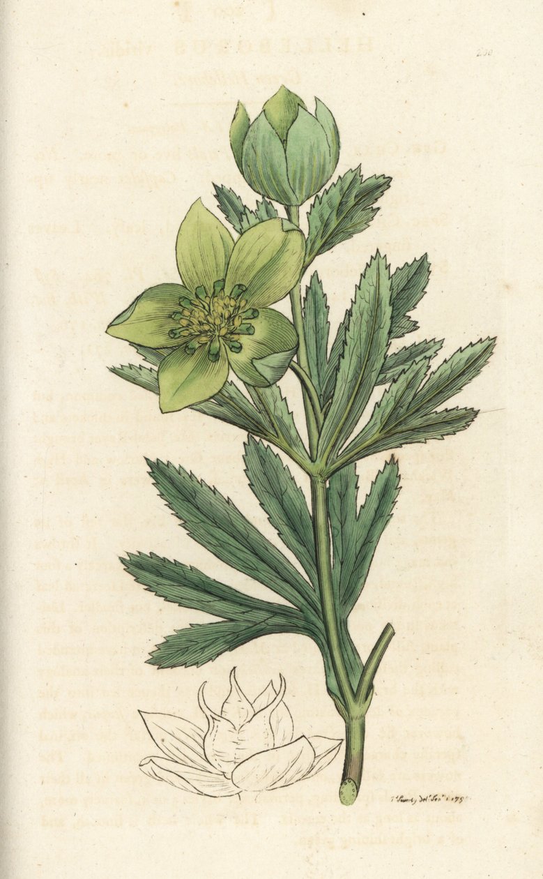 Heléboro verde, Helleborus viridis. Gravura em cobre colorida à mão por James Sowerby de James Smith