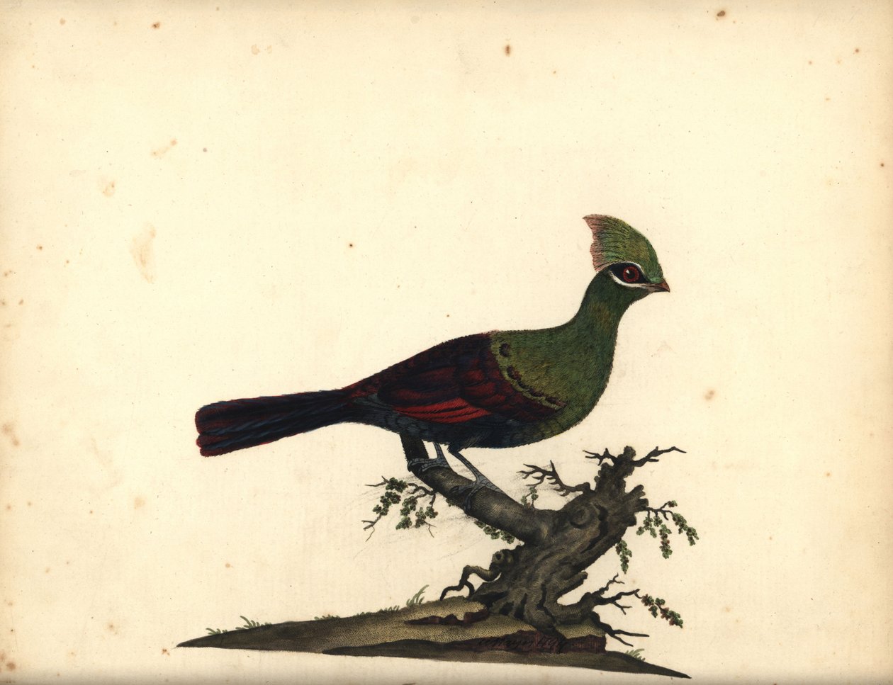 Guiné ou turaco verde, Tauraco persa. (Touraco, Cuculus persa) Gravura em chapa de cobre colorida à mão de uma ilustração de William Hayes, de Portraits of Rare and Curious Birds from the Menagery of Osterly Park, Londres: Bulmer de William Hayes