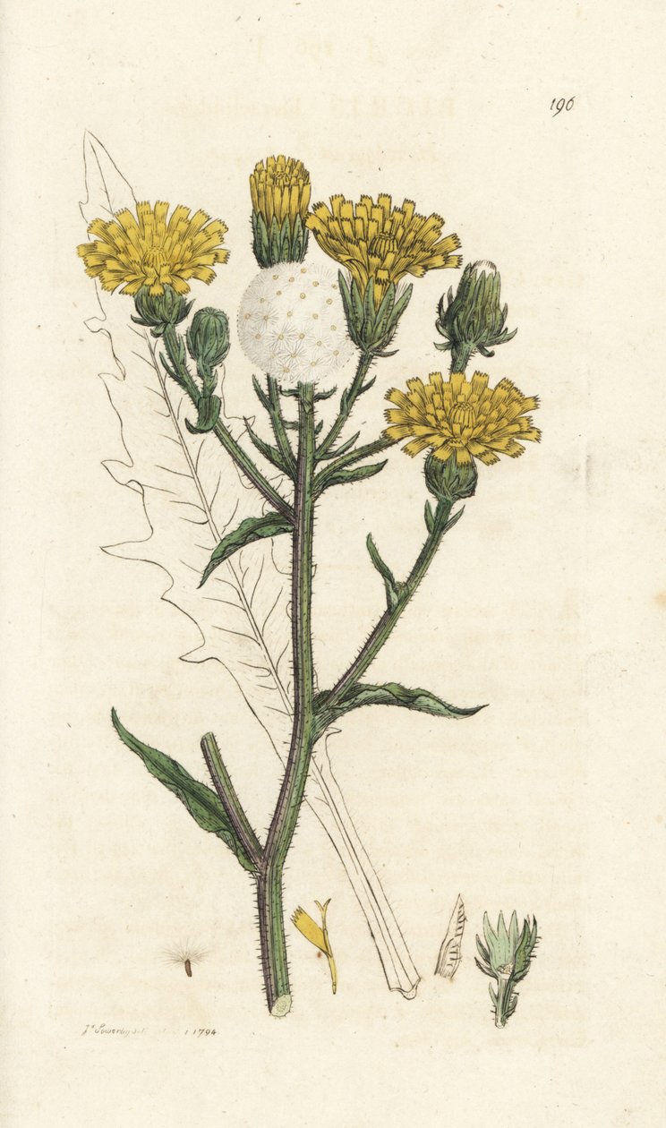 Língua de boi de gavião, Picris hieracioides. Gravura em cobre colorida à mão por James Sowerby de James Smith