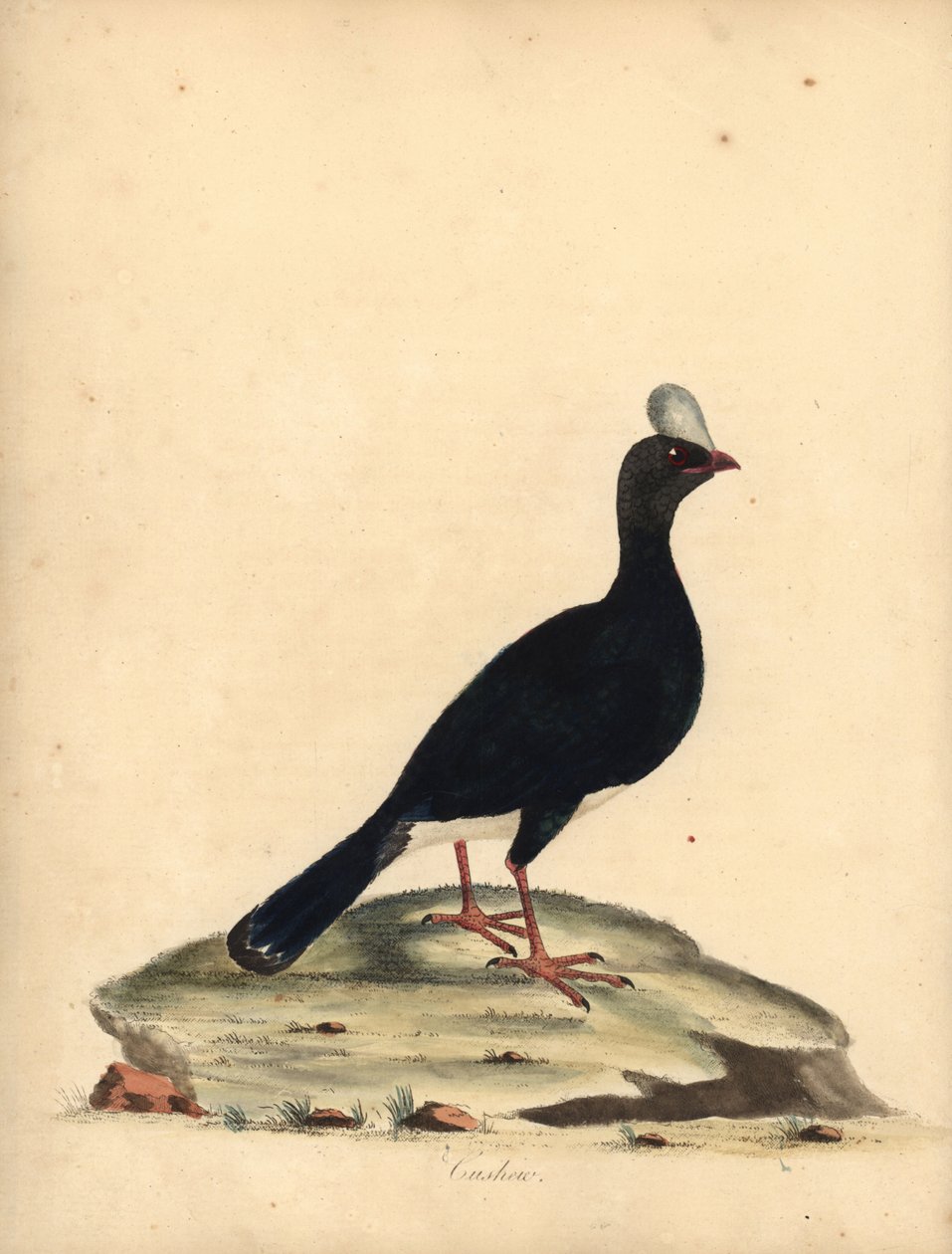 Mutum com chifres, Pauxi unicornis. Ameaçadas de extinção. (Cushuw, Crax pauxi). Gravura em placa de cobre colorida à mão de uma ilustração de William Hayes de Retratos de pássaros raros e curiosos do zoológico de Osterly Park (Londres: Bulmer de William Hayes