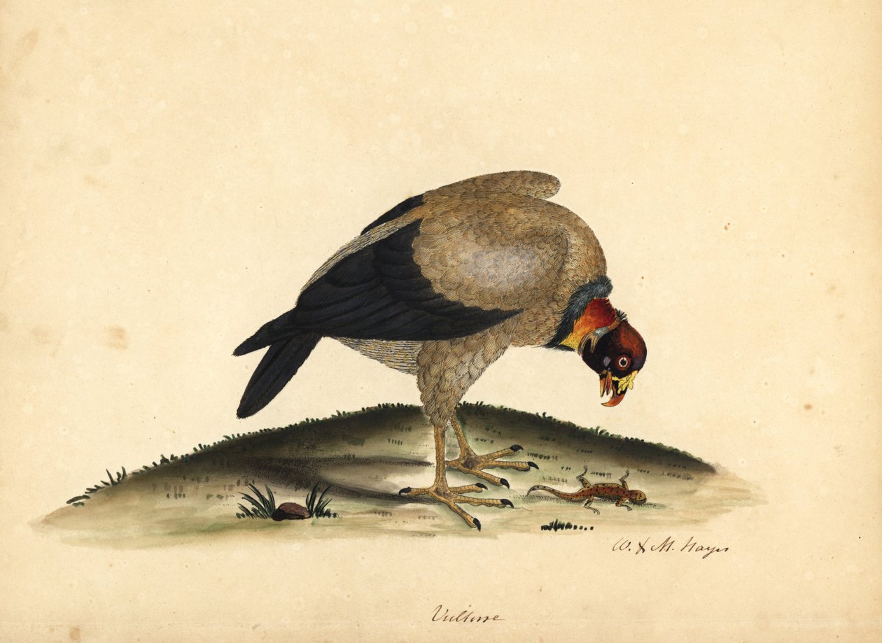 Abutre rei, papa Sarcoramphus (papa Vultur). Gravura em chapa de cobre colorida à mão de uma ilustração de William Hayes e da sua filha M (Matilda) de Portraits of Rare and Curious Birds from the Menagery of Osterly Park. de William Hayes