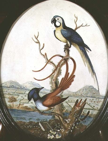 Lyrebird e Jay de William Hayes