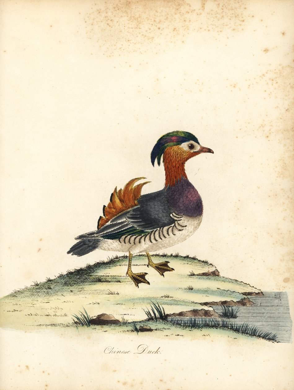 Pato mandarim, Aix galericulata. (Pato chinês, Anas galericulata) Gravura em placa de cobre colorida à mão de uma ilustração de William Hayes de Retratos de pássaros raros e curiosos do zoológico de Osterly Park, Londres: Bulmer de William Hayes
