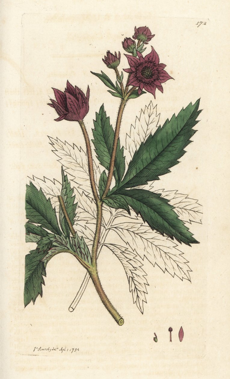 Pântano cinquefoil, pântano Comarum. Gravura em chapa de cobre colorida à mão por James Sowerby, de James Smith
