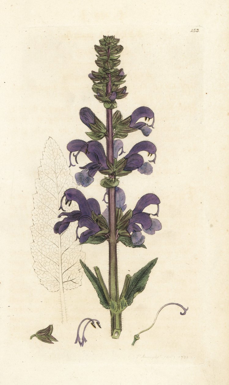 Clary do prado, Salvia pratensis. Gravura em cobre colorida à mão por James Sowerby de James Smith