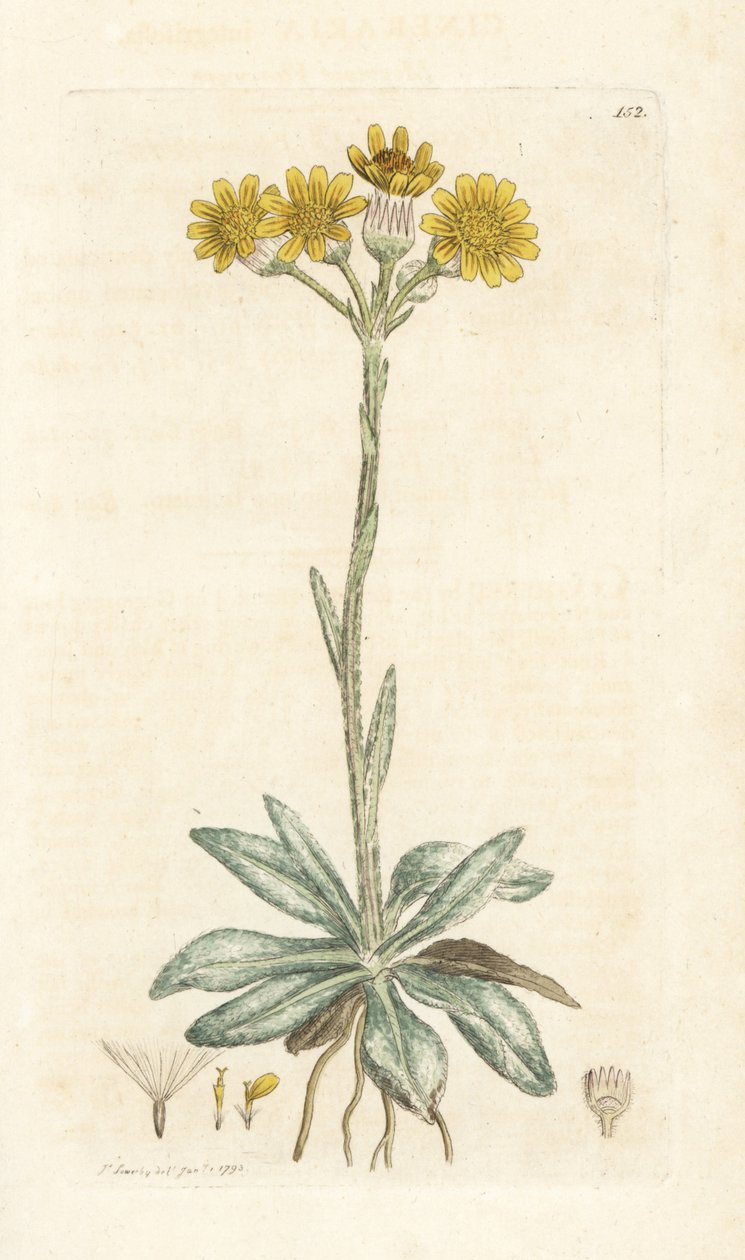 Pulga da montanha, Tephroseris integrifolia (Cineraria integrifolia). Gravura em cobre colorida à mão por James Sowerby de James Smith