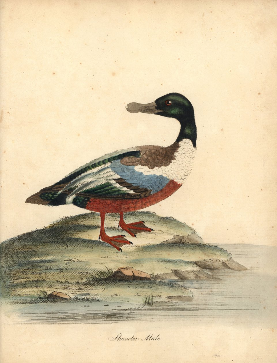 Pá do Norte, Anas clypeata, macho. Gravura em placa de cobre colorida à mão de uma ilustração de William Hayes de Retratos de pássaros raros e curiosos do zoológico de Osterly Park (Londres: Bulmer de William Hayes