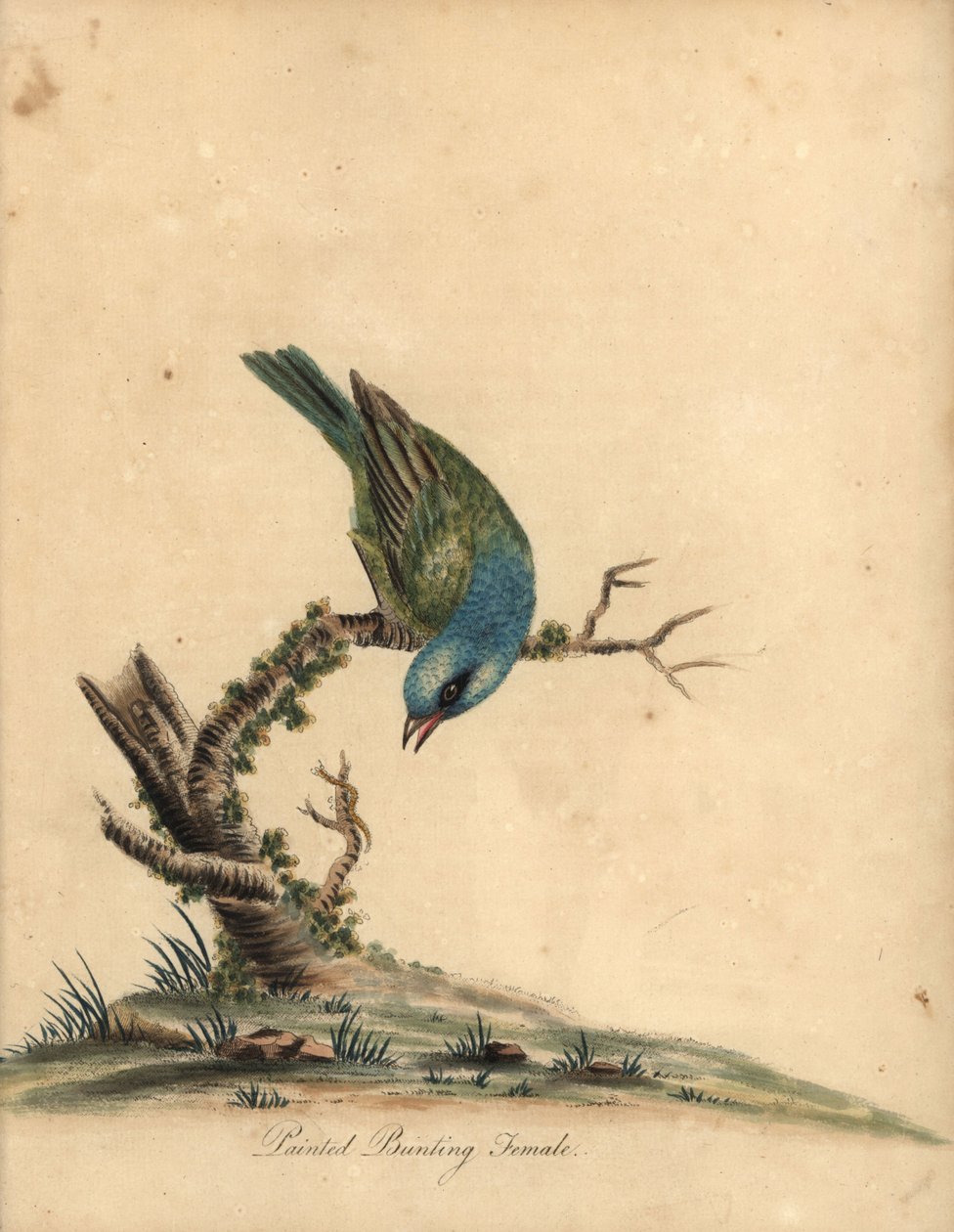 Pintado, Passerina ciris, feminino. Quase ameaçada. Gravura em chapa de cobre colorida à mão de uma ilustração de William Hayes de Portraits of Rare and Curious Birds from the Menagery of Osterly Park (Londres: Bulmer de William Hayes