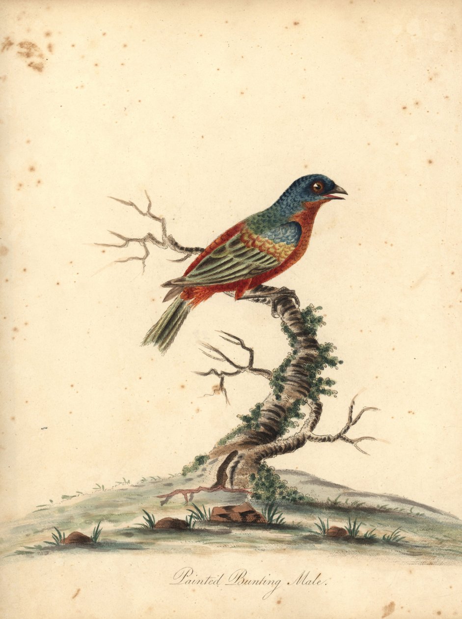 Estamenha pintada, Passerina ciris, macho. Quase ameaçada. Gravura em placa de cobre colorida à mão de uma ilustração de William Hayes de Retratos de pássaros raros e curiosos do zoológico de Osterly Park (Londres: Bulmer de William Hayes