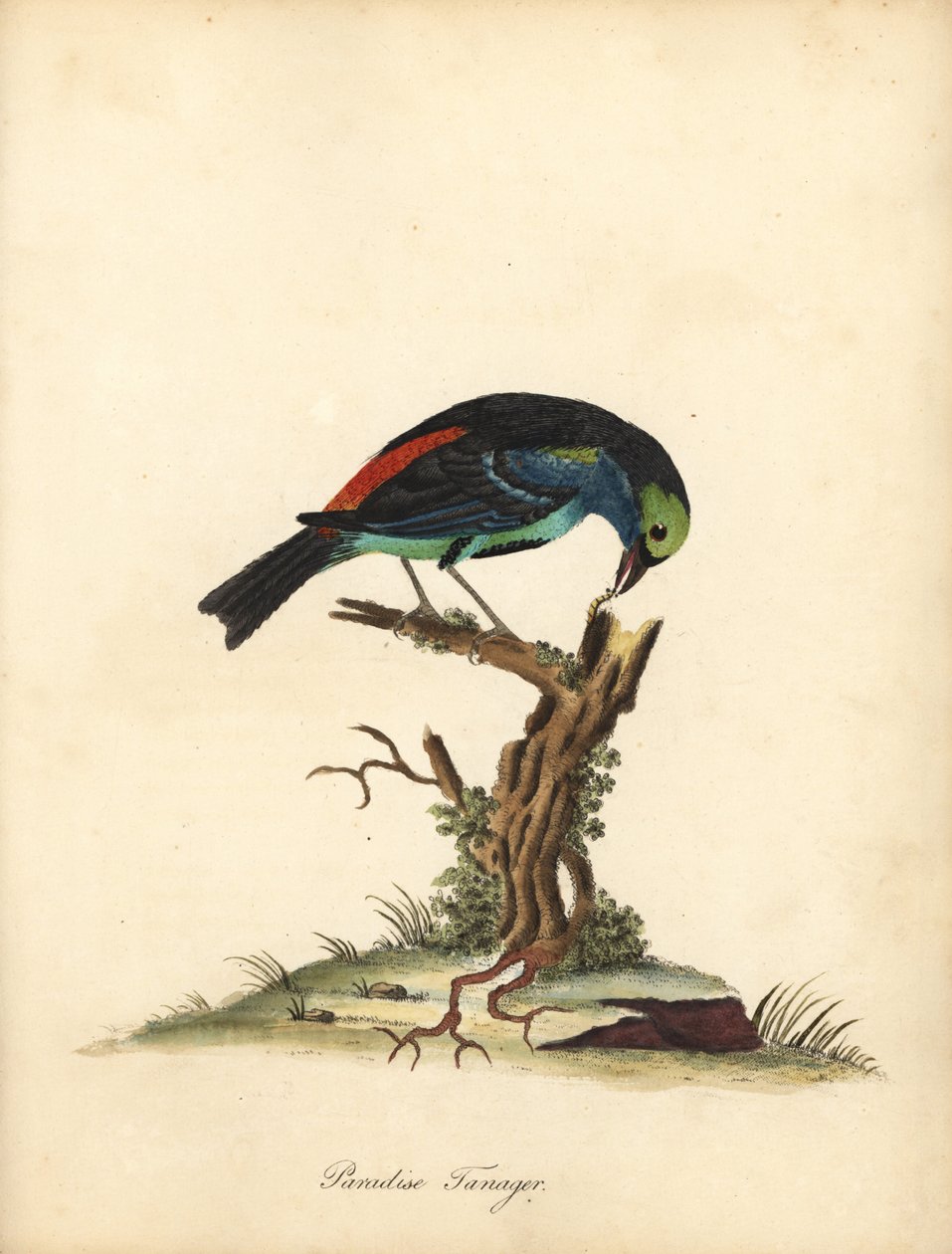 Paraíso curtidor, Tangara chilensis. (Tanagra tatao) Gravura em chapa de cobre colorida à mão de uma ilustração de William Hayes, de Portraits of Rare and Curious Birds from the Menagery of Osterly Park (Londres: Bulmer de William Hayes