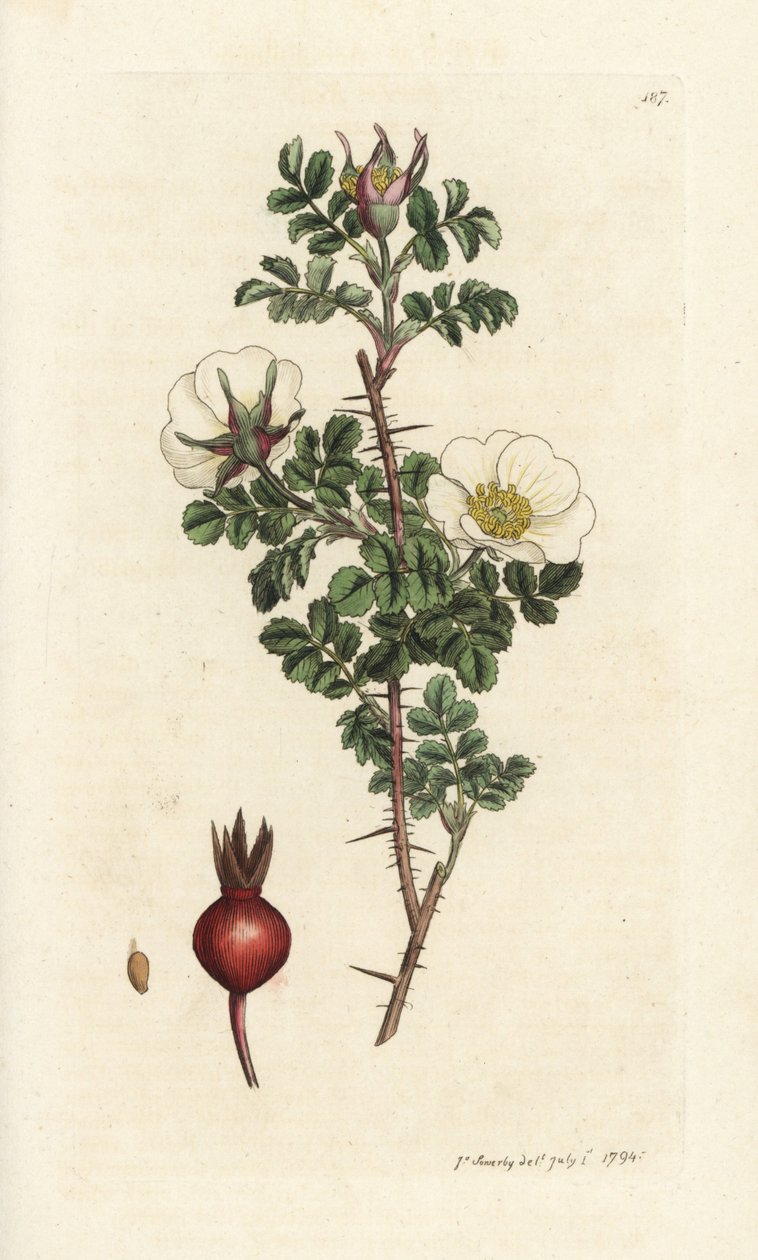 Borrão rosa, Rosa spinosissima. Gravura em chapa de cobre colorida à mão por James Sowerby, de James Smith