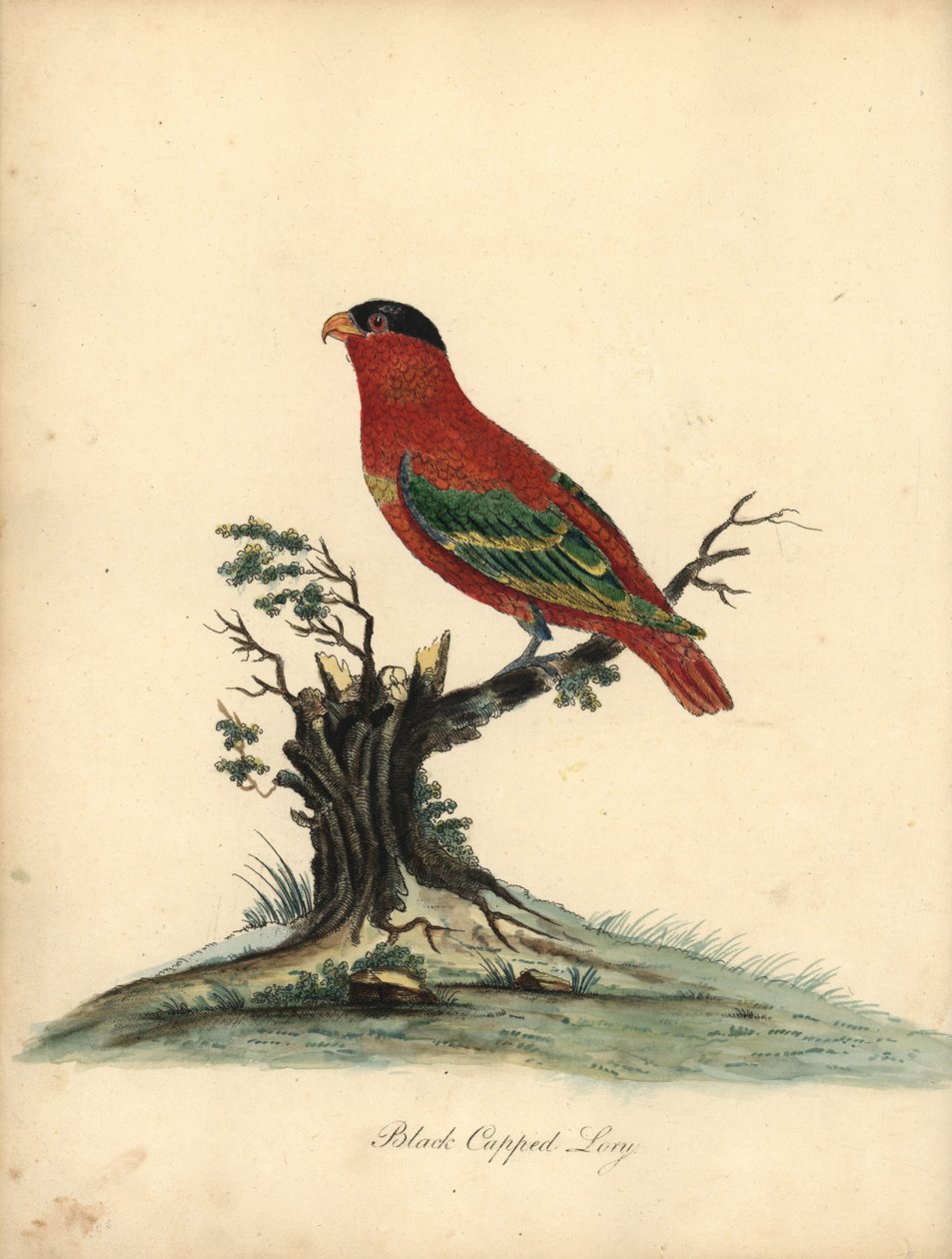 Lorius domicella, Lorius lory de forma pura. Ameaçada de extinção. Lorius domicilla, Psittacus. Gravura em chapa de cobre colorida à mão de uma ilustração de William Hayes, de Portraits of Rare and Curious Birds from the Menagery of Osterly Park (Londres:  de William Hayes