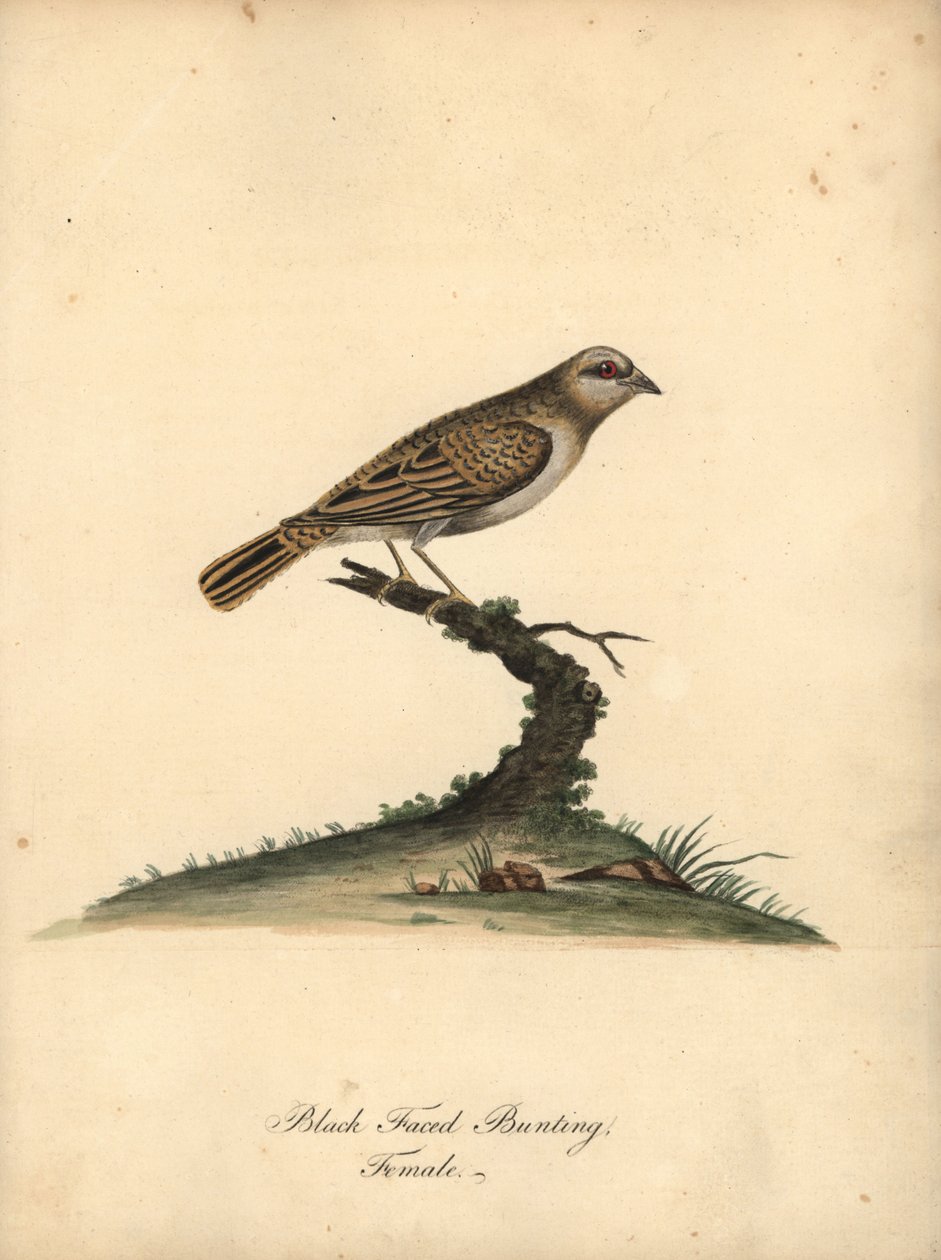 Quelea-de-bico-vermelho, Quelea quelea, fêmea. (Bandeira de cara preta, Embereza quelea) Gravura em cobre colorida à mão de uma ilustração de William Hayes de Portraits of Rare and Curious Birds from the Menagery of Osterly Park (Londres: Bulmer de William Hayes