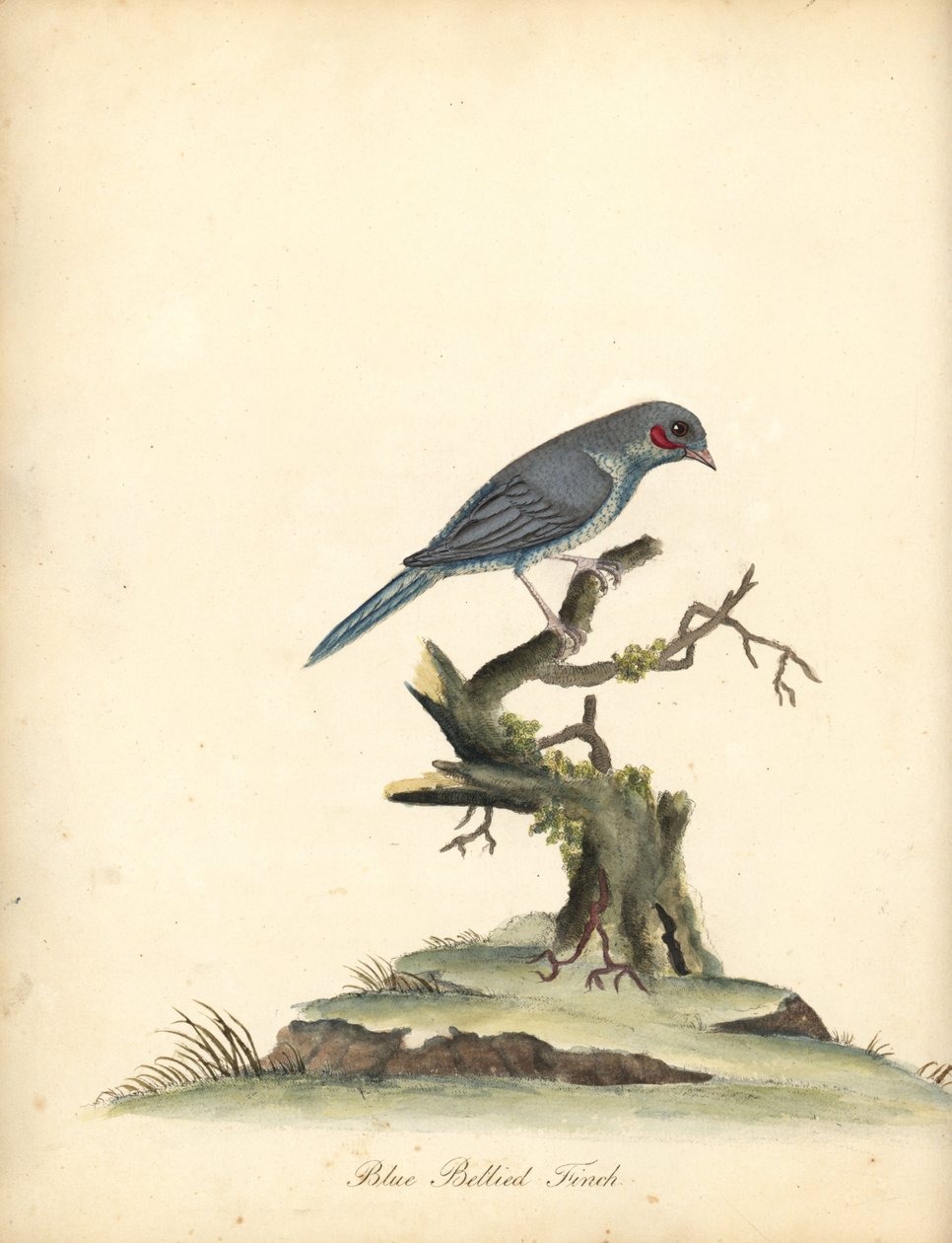 Cordonbleu de bochechas vermelhas, Uraeginthus bengalus. (Finch-de-barriga-azul, Fringilla benghalus.) Gravura em placa de cobre colorida à mão de uma ilustração de William Hayes de Retratos de pássaros raros e curiosos do zoológico de Osterly Park (Londre de William Hayes