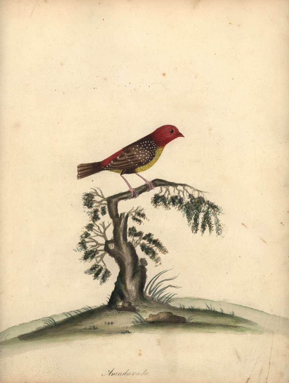 Avadavat vermelho, Amandava amandava. (Amaduvade, Fringilla amandava) Gravura em placa de cobre colorida à mão de uma ilustração de William Hayes de Retratos de pássaros raros e curiosos do zoológico de Osterly Park. de William Hayes