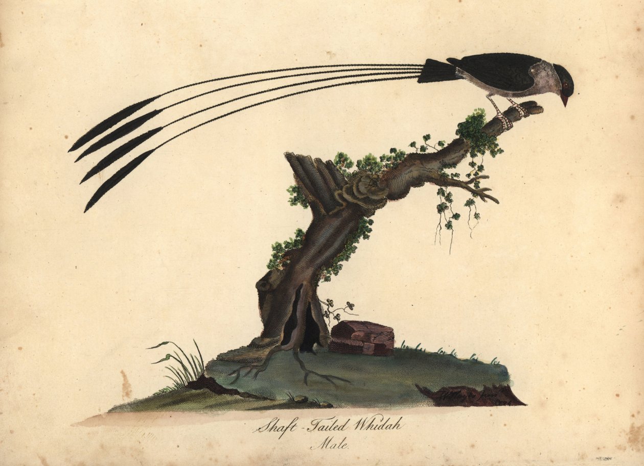 Whydah de cauda de eixo, Vidua regia. (Shaft-tailed whidah, Emberiza regia) Gravação em chapa de cobre colorida à mão de uma ilustração de William Hayes e da sua filha M (Matilda) de Portraits of Rare and Curious Birds from the Menagery of Osterly Park, Lo de William Hayes