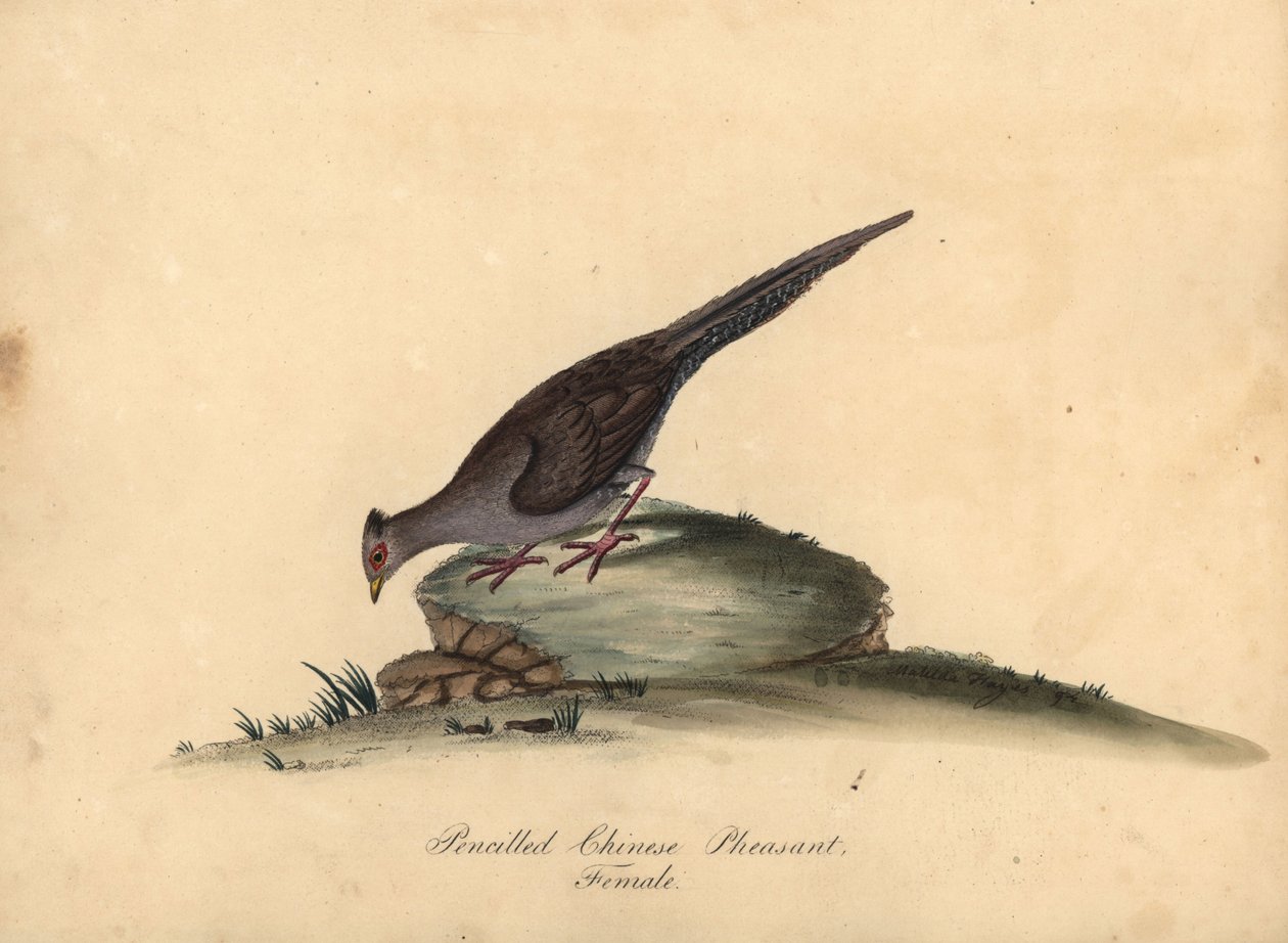 Faisão prateado, Lophura nycthemera, fêmea. (Faisão chinês a lápis, Phasianus nycthemerus) Gravura em placa de cobre colorida à mão de uma ilustração Matilda Hayes de Retratos de pássaros raros e curiosos de William Hayes do zoológico de Osterly Park, de William Hayes