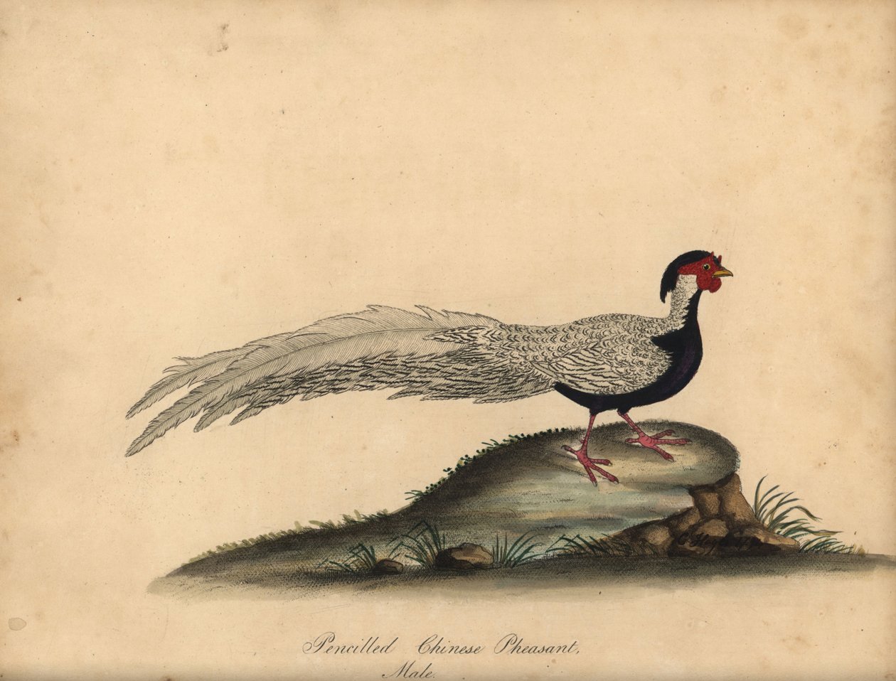 Faisão prateado, Lophura nycthemera, macho. (Faisão chinês a lápis, Phasianus nycthemerus) Gravura em placa de cobre colorida à mão de uma ilustração de C. Hayes de Retratos de pássaros raros e curiosos de William Hayes do zoológico de Osterly Park, Lond de William Hayes
