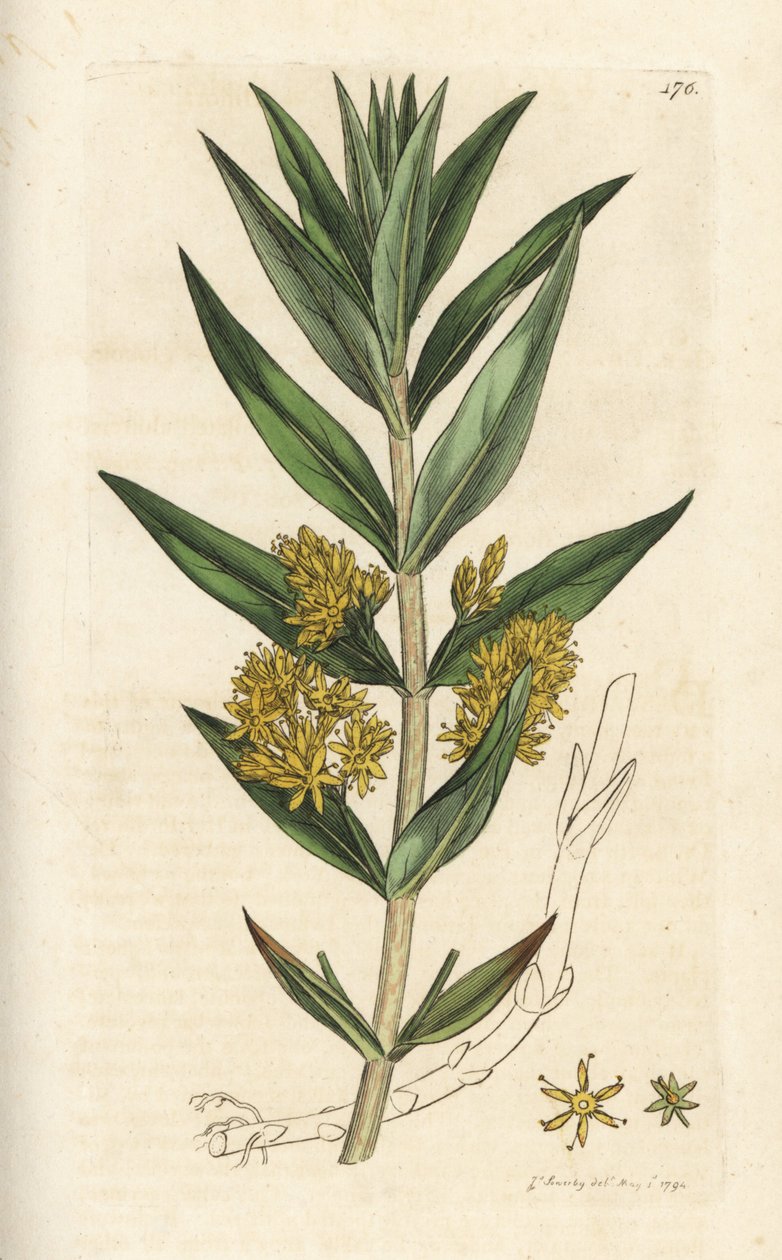 Loosestrife tufado, Lysimachia thyrsiflora. Gravura em cobre colorida à mão por James Sowerby de James Smith