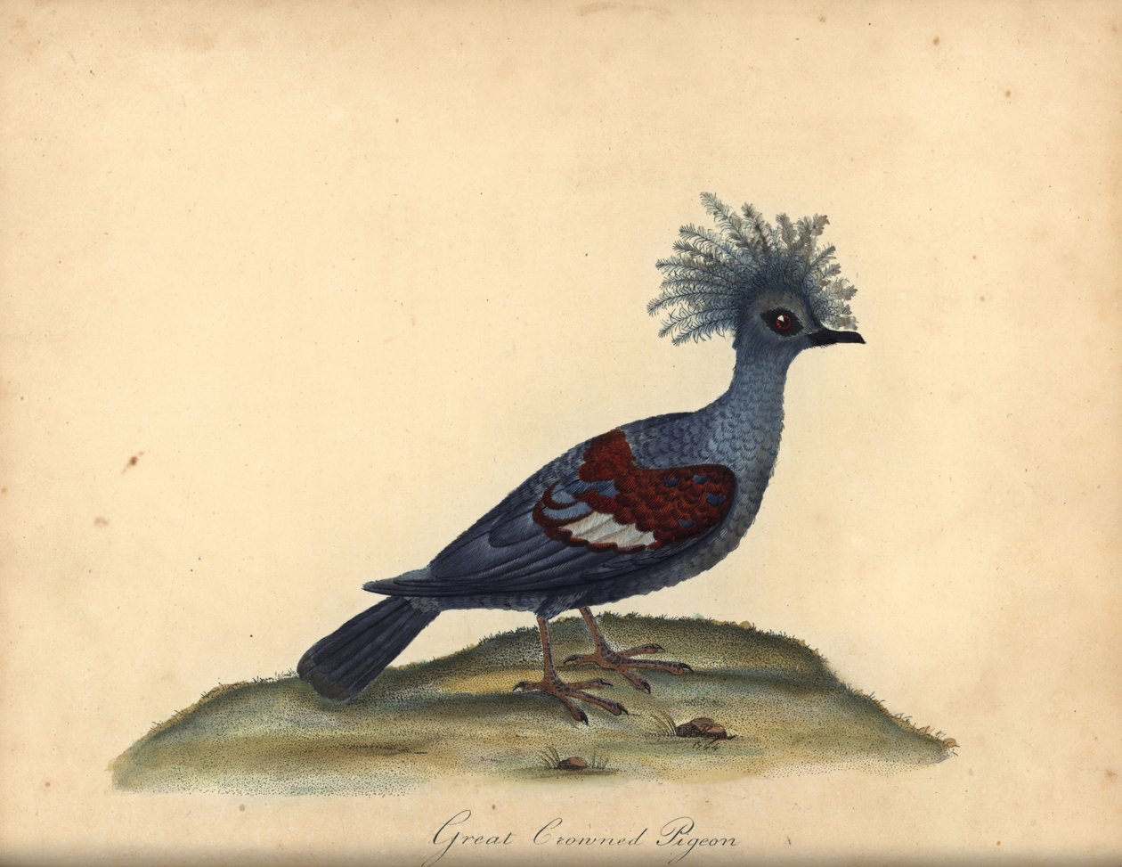 Pombo coroado ocidental, Goura cristata. (Grande pombo coroado da Índia, Columba coronata). Vulnerável. Gravura em chapa de cobre colorida à mão de uma ilustração de William Hayes, de Portraits of Rare and Curious Birds from the Menagery of Osterly Park (L de William Hayes