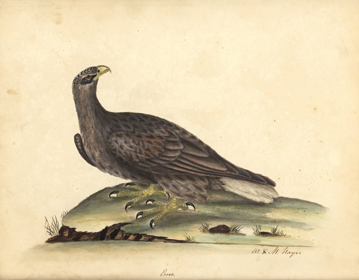 Águia marinha de cauda branca, Haliaeetus albicilla (Erne, Aquila albicilla). Gravura em cobre colorida à mão de uma ilustração de William Hayes e sua filha M (Matilda) de Retratos de pássaros raros e curiosos do Menagery of Osterly Park, Londres: B de William Hayes