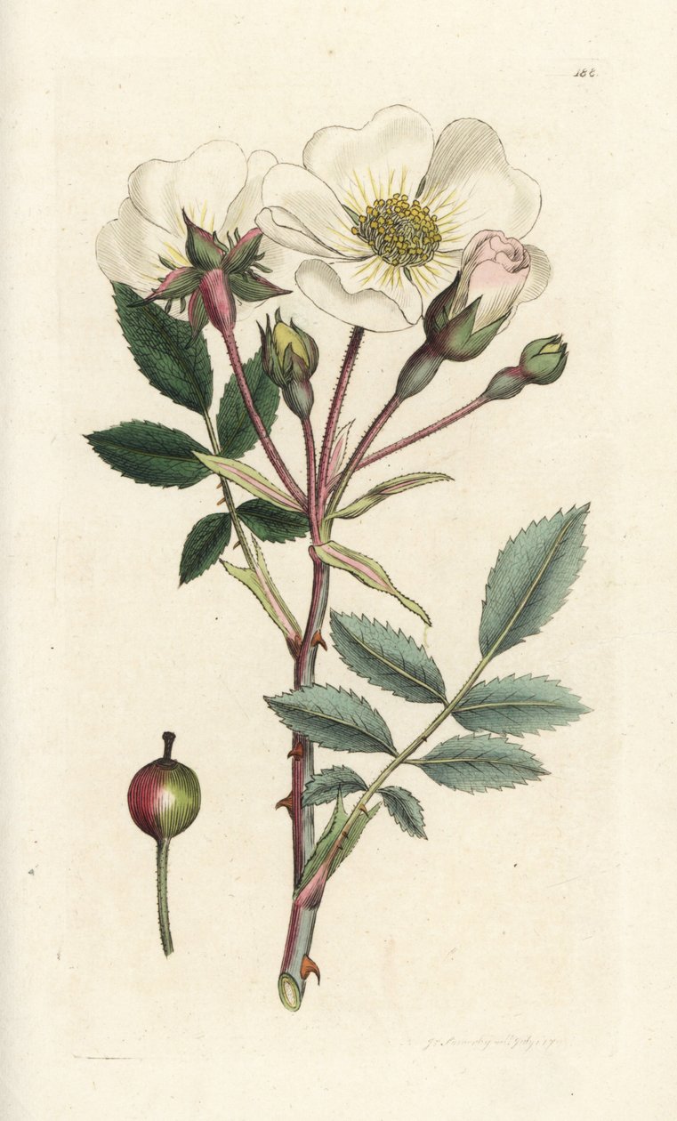 Rosa-de-cão branca, Rosa arvensis. Gravura em cobre colorida à mão por James Sowerby de James Smith