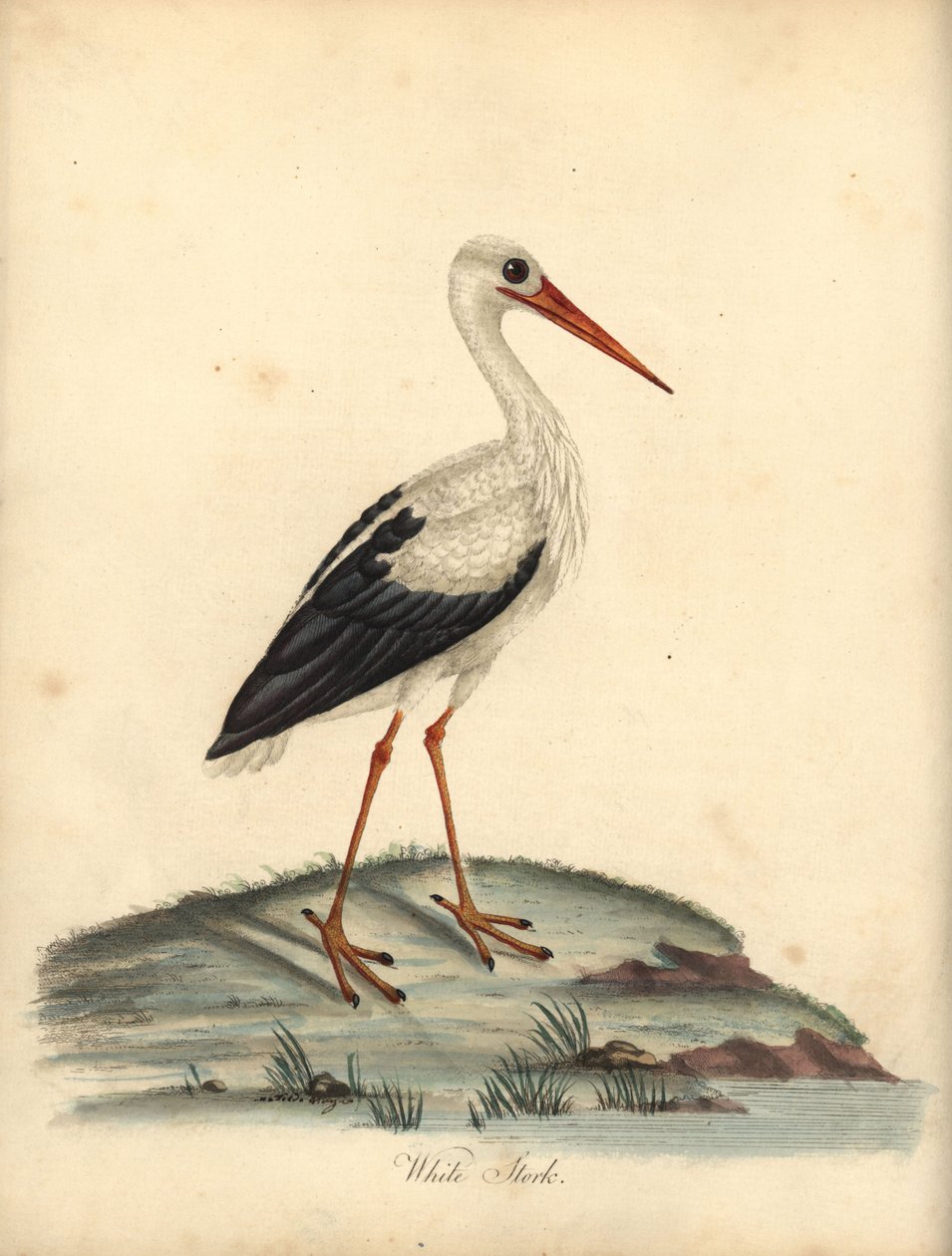 Cegonha branca, Ciconia ciconia. (Ardea ciconia) Gravura em chapa de cobre colorida à mão de uma ilustração de William Hayes e Matilda Hayes dos Retratos de Aves Raras e Curiosas de William Hayes do Menagery of Osterly Park, Londres: Bulmer de William Hayes