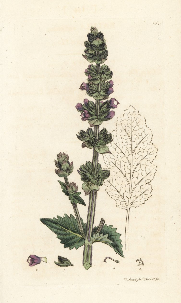 Esclareia inglesa selvagem, Salvia verbenaca. Gravura em cobre colorida à mão por James Sowerby de James Smith