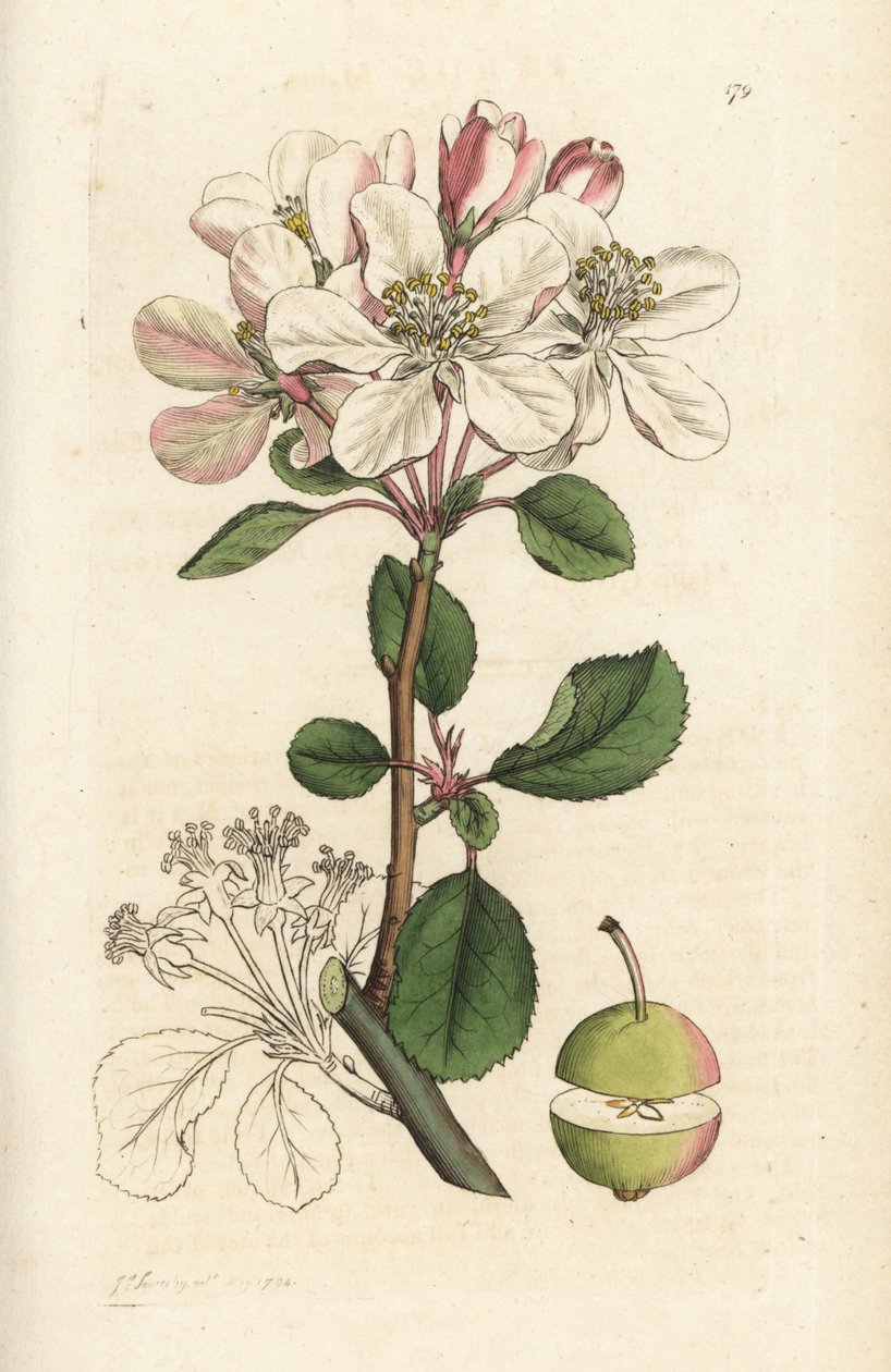 Maçã selvagem ou crabtree, Malus domestica (Pyrus malus). Gravura em cobre colorida à mão por James Sowerby de James Smith