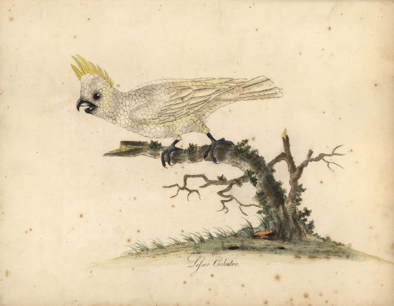 Cacatua de crista amarela, Cacatua sulphurea Criticamente em perigo. (Cacatua branca menor) Gravura em placa de cobre colorida à mão de uma ilustração de William Hayes de Retratos de pássaros raros e curiosos do zoológico de Osterly Park. de William Hayes