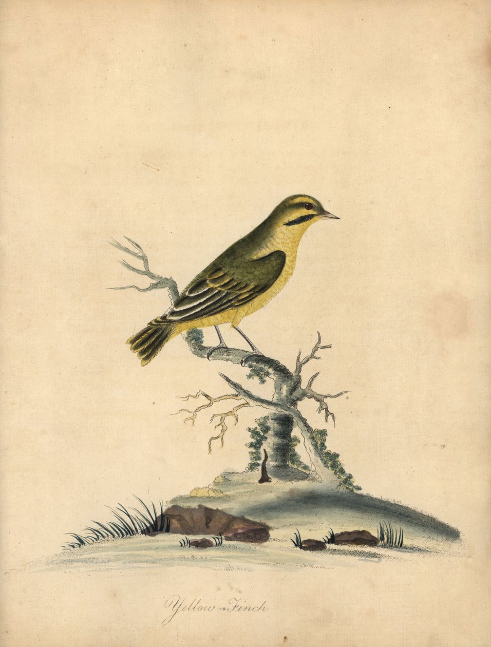 Tentilhão amarelo, Fringilla butyracea. Extinta? Gravura em chapa de cobre colorida à mão de uma ilustração de William Hayes de Portraits of Rare and Curious Birds from the Menagery of Osterly Park (Londres: Bulmer de William Hayes