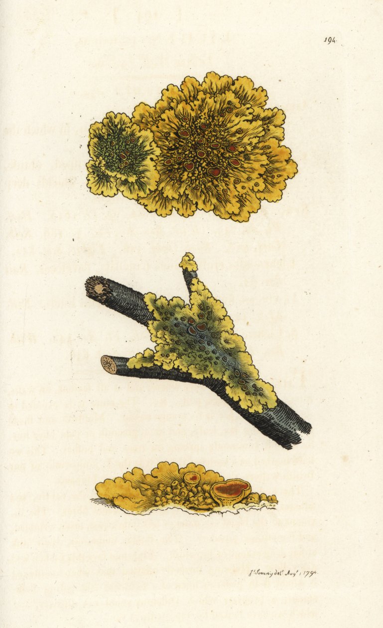 Líquen de parede amarela, Lichen parietinus. Gravura em cobre colorida à mão por James Sowerby de James Smith